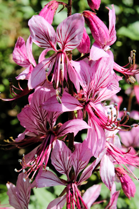10 RED GAS PLANT Fragrant Fire Plant Dictamnus Albus Ruber Flower Seeds