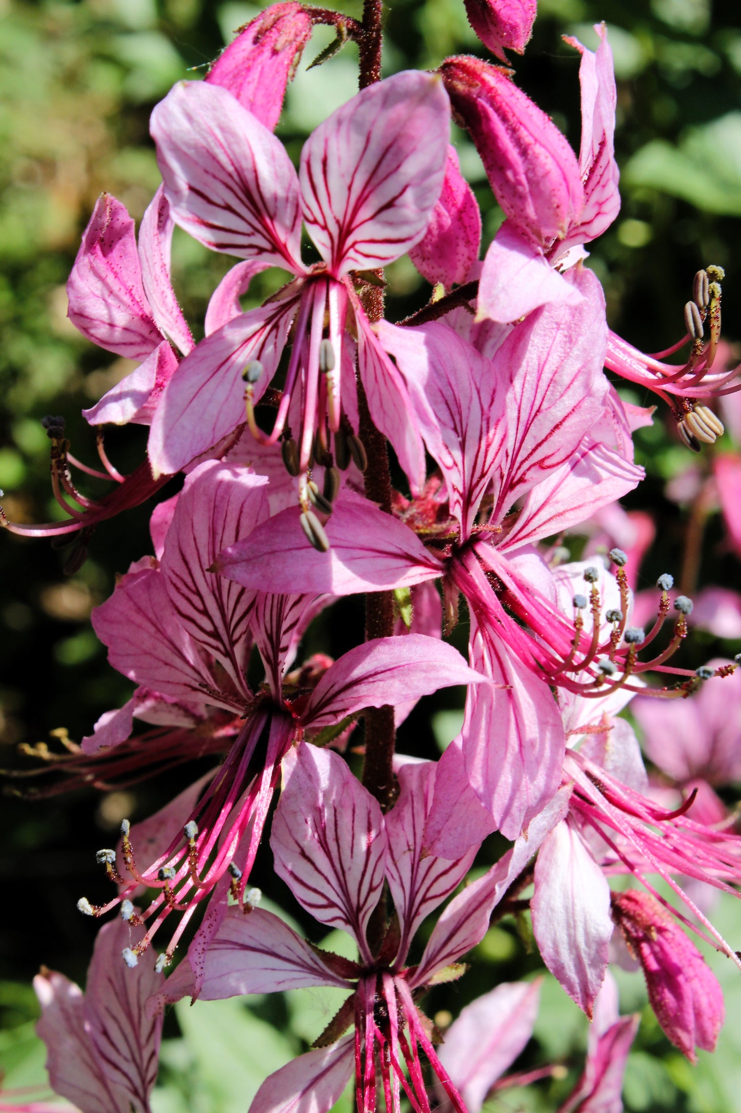 10 GAS PLANT MIX Dictamnus Albus Mixed Colors White Red Pink Lilac Flower Seeds