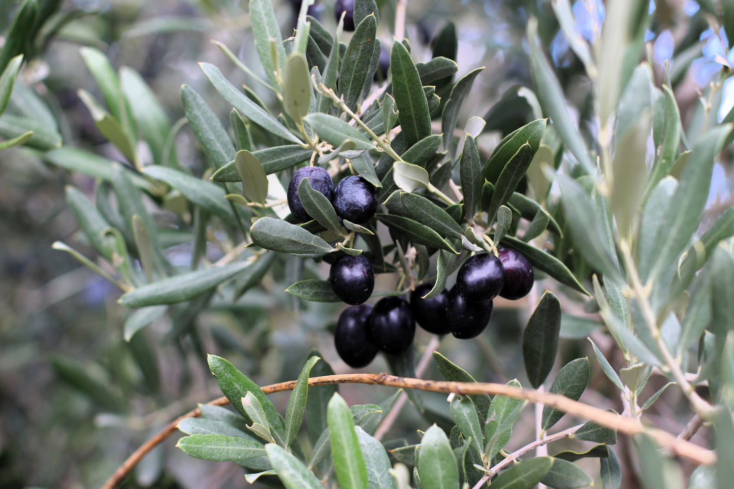 10 CANINO OLIVE TREE Olea Europaea Canino Edible European Common Green Black Fruit Seed