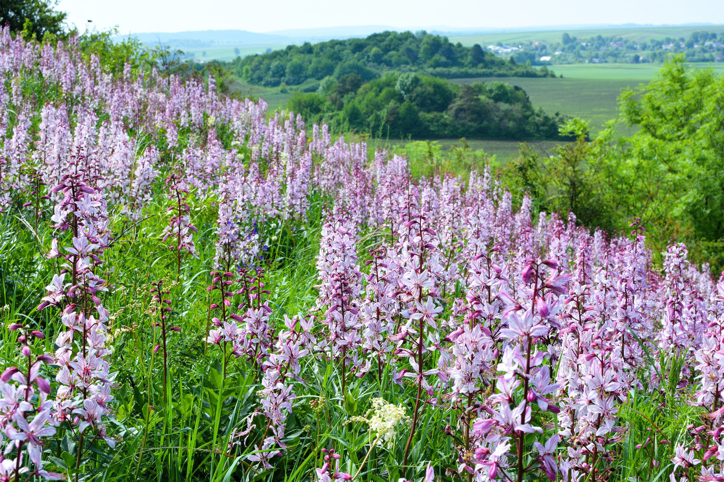 10 GAS PLANT MIX Dictamnus Albus Mixed Colors White Red Pink Lilac Flower Seeds