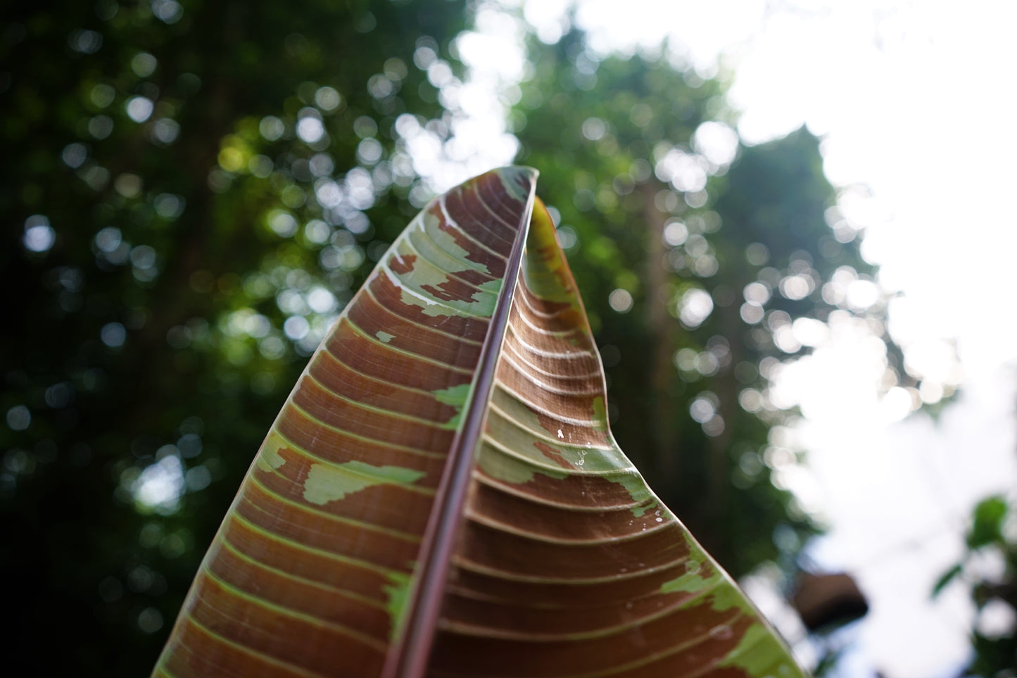 5 RED TIGER BANANA Hardy Musa Sikkimensis Bengal Flowering Darjeeling Sikkim Fruit Tree Seeds