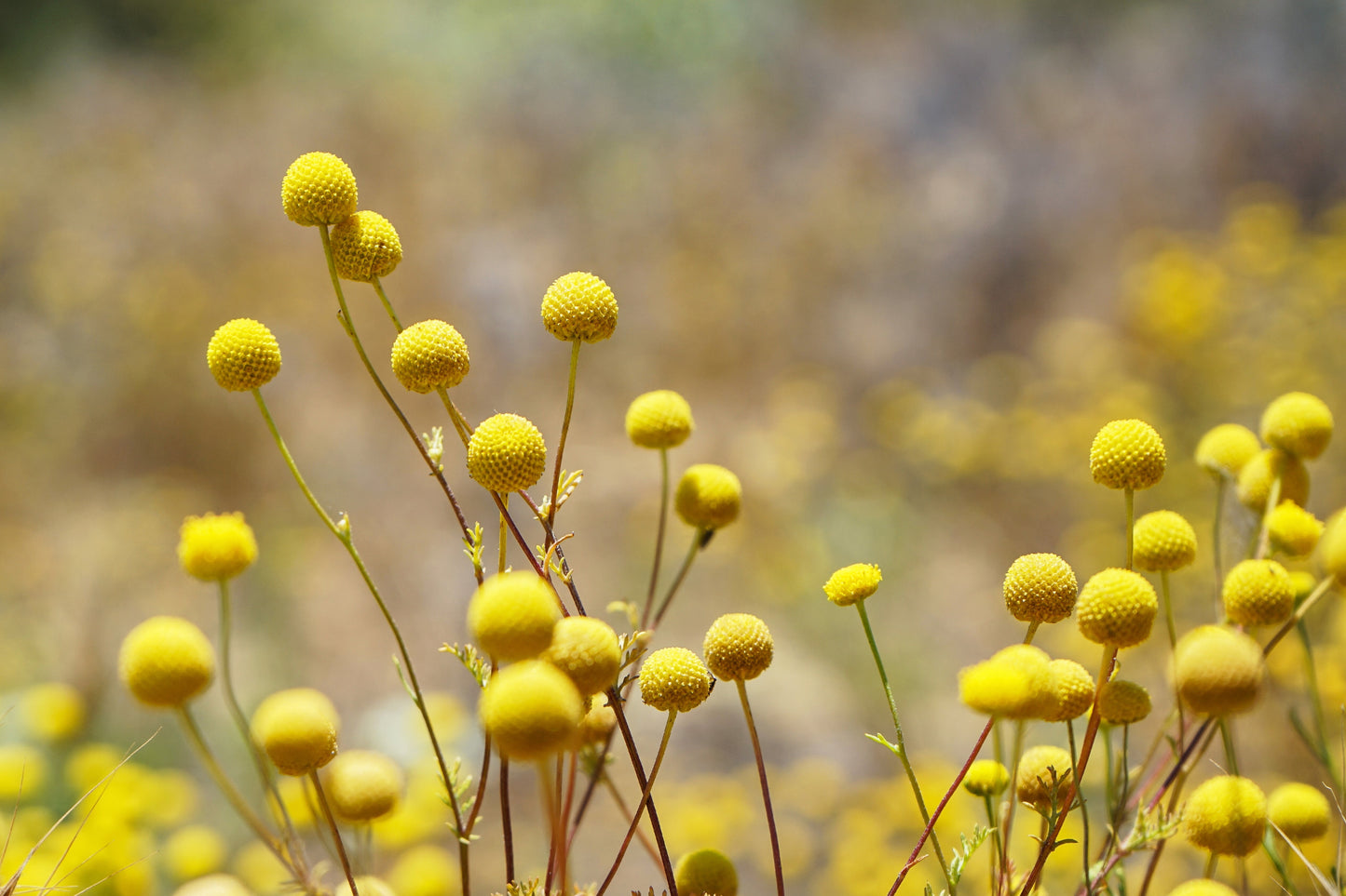 20 Yellow BILLY BUTTONS / WOLLYHEADS Craspedia Globosa Flower Seeds