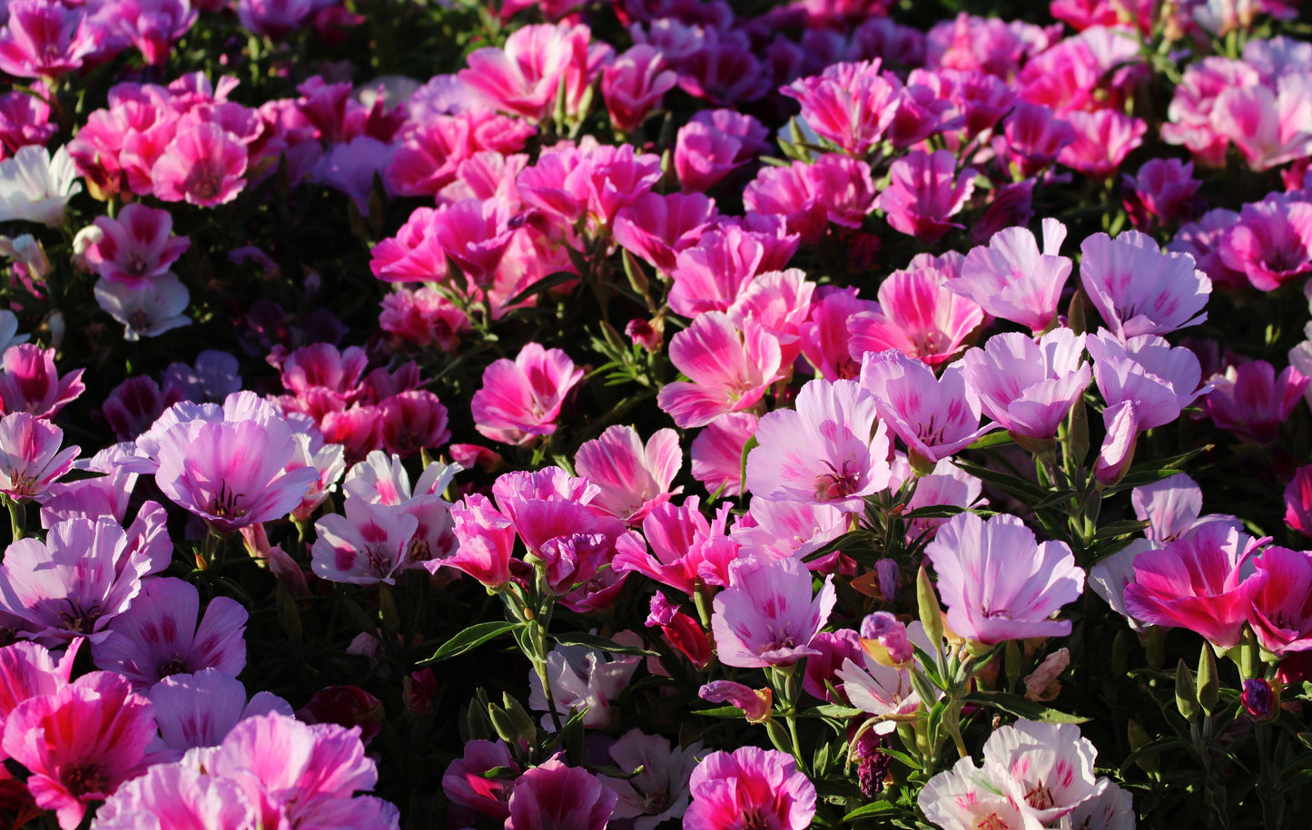 500 Pink FAREWELL TO SPRING Clarkia Elegans Godetia Flower Seeds
