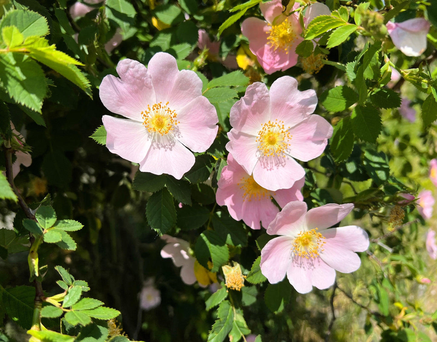 50 Thornless Pink DOG BRIER ROSE Bush Rosa Canina Inermis Victory Garden  Fragrant Flower Seeds