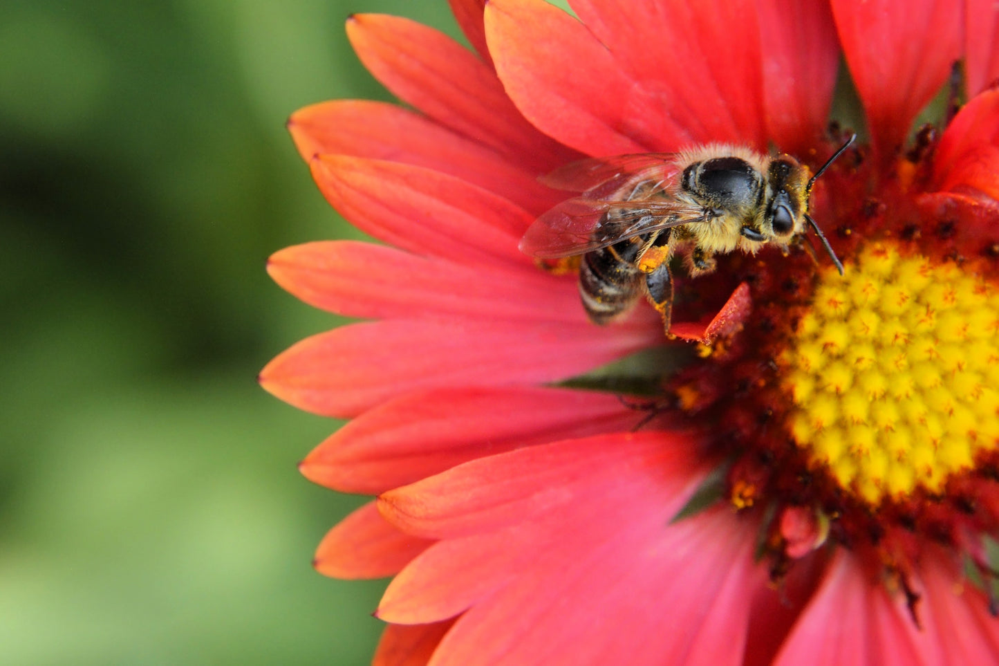 50 BURGUNDY GAILLARDIA Red Indian Blanket Flower Seeds