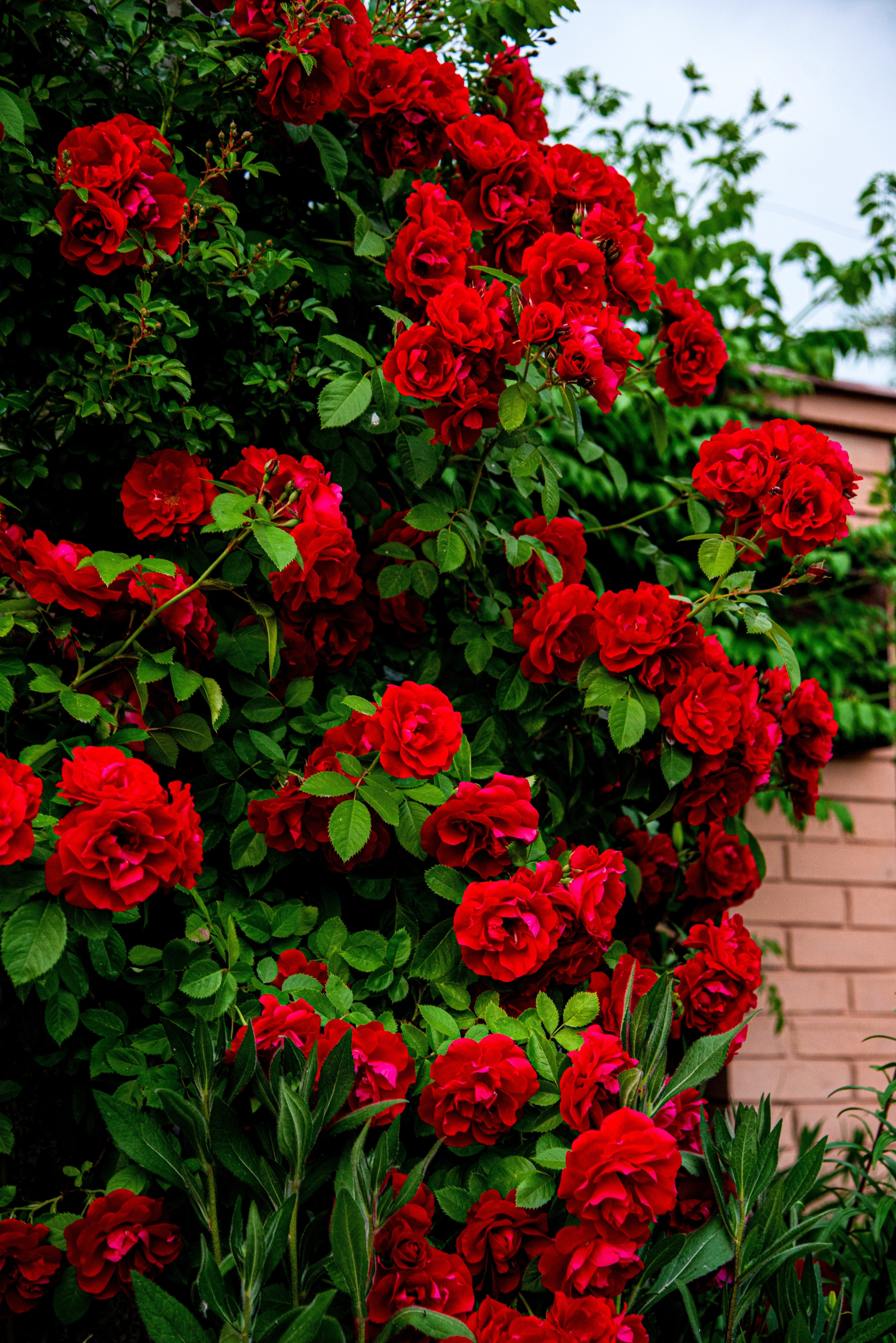 5 RED CLIMBING ROSE Rosa Bush Vine Climber Fragrant Butterfly