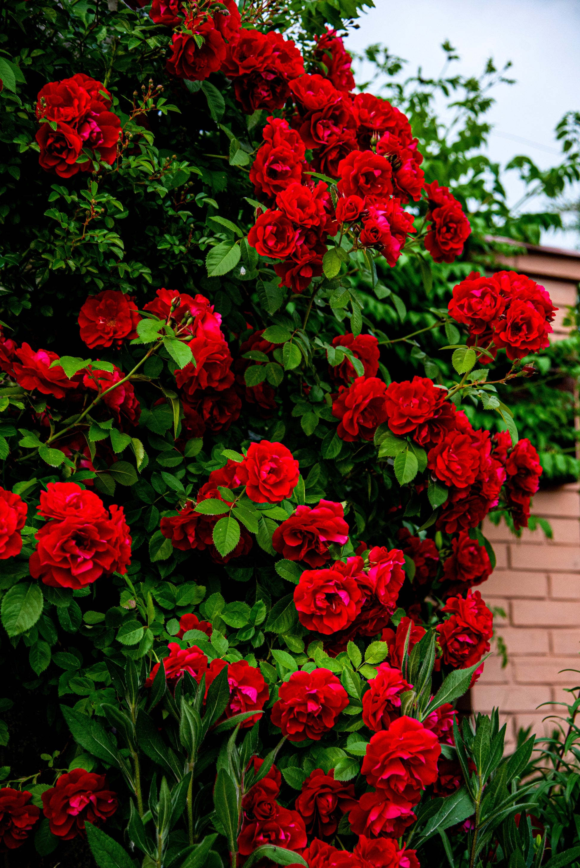 rambling rose seeds 5 RED CLIMBING ROSE Rosa Bush Vine Climber Fragrant Butterfly Flower S – Seedville USA