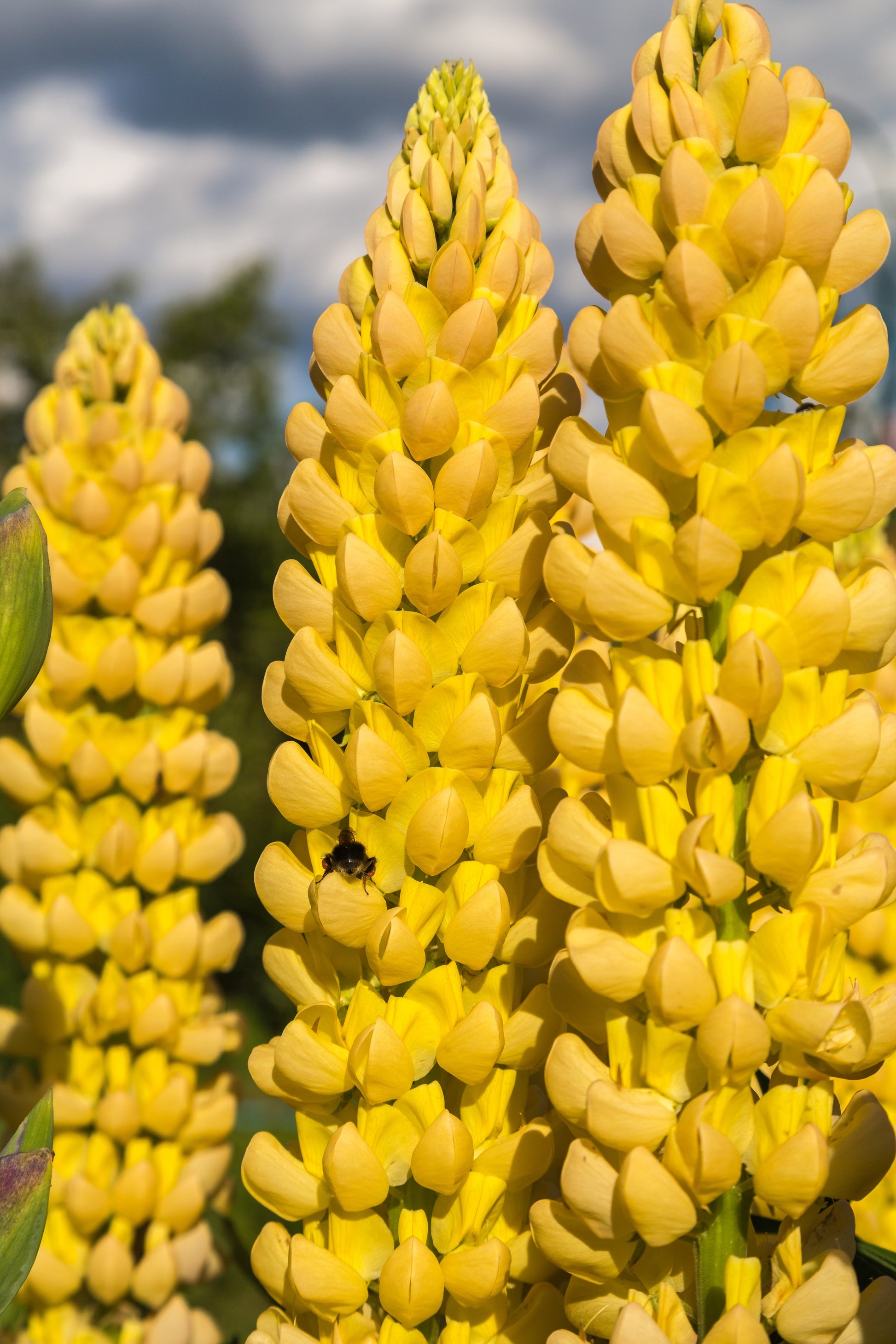 lupine flower from seed 50 GOLDEN LUPINE Lupinus Densiflorus Yellow Hummingbird Flower Seeds – Seedville USA