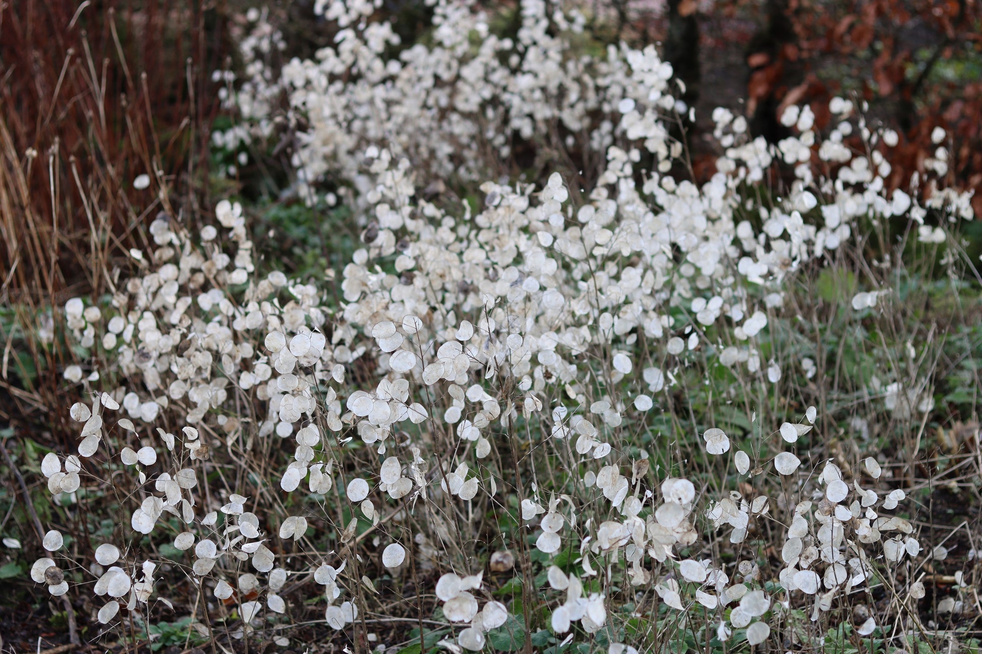 money plant white flower 100 LUNARIA Biennis ( MONEY PLANT / Silver Dollar / Honesty / Moonwort –  Seedville USA
