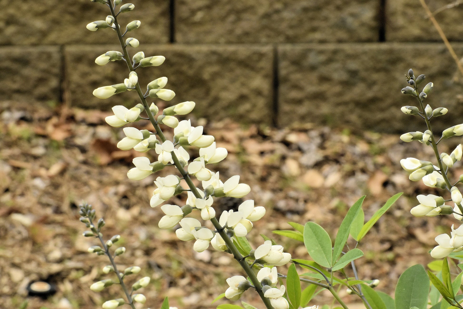 baptista flower seeds 50 WHITE WILD INDIGO Baptisia Alba Usa Native Pollinator Flower Seeds –  Seedville USA