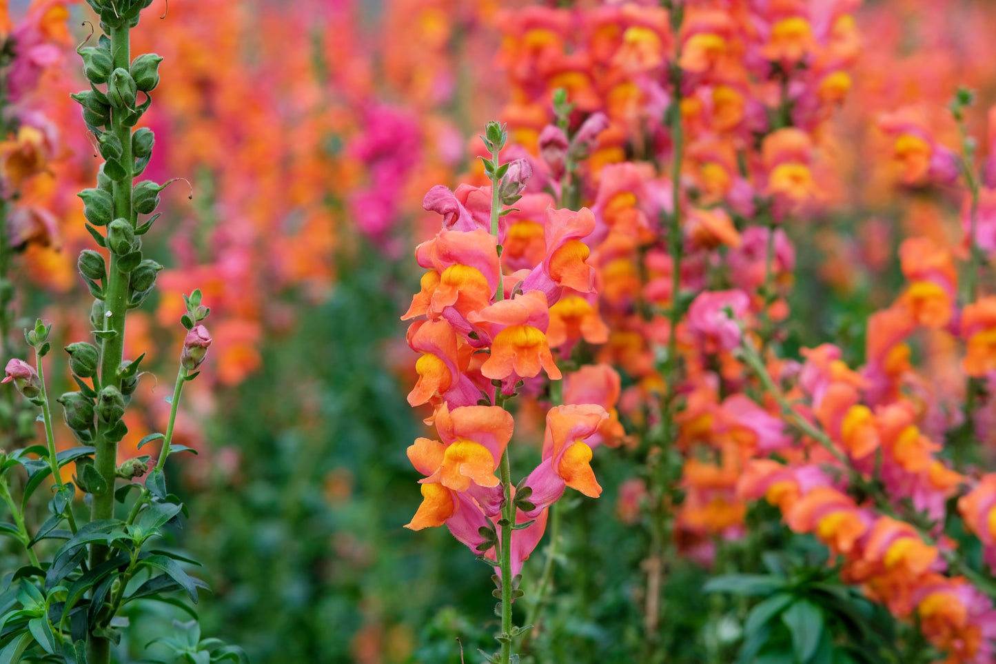 250 ORANGE WONDER SNAPDRAGON Antirrhinum Majus Flower Seeds