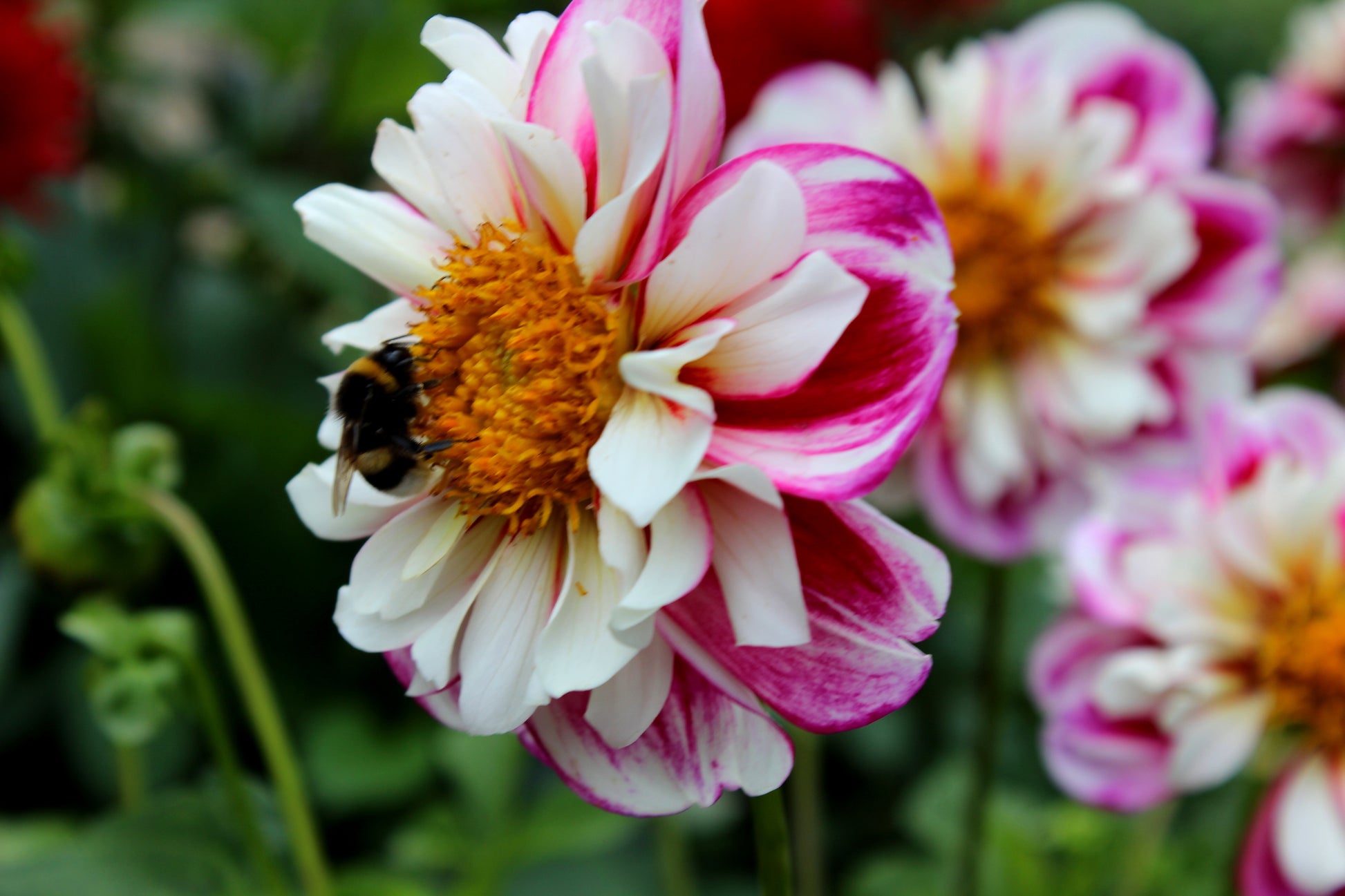 white dahlia seeds 50 EARLY BIRD DAHLIA Mixed Colors Flower Seeds – Seedville USA