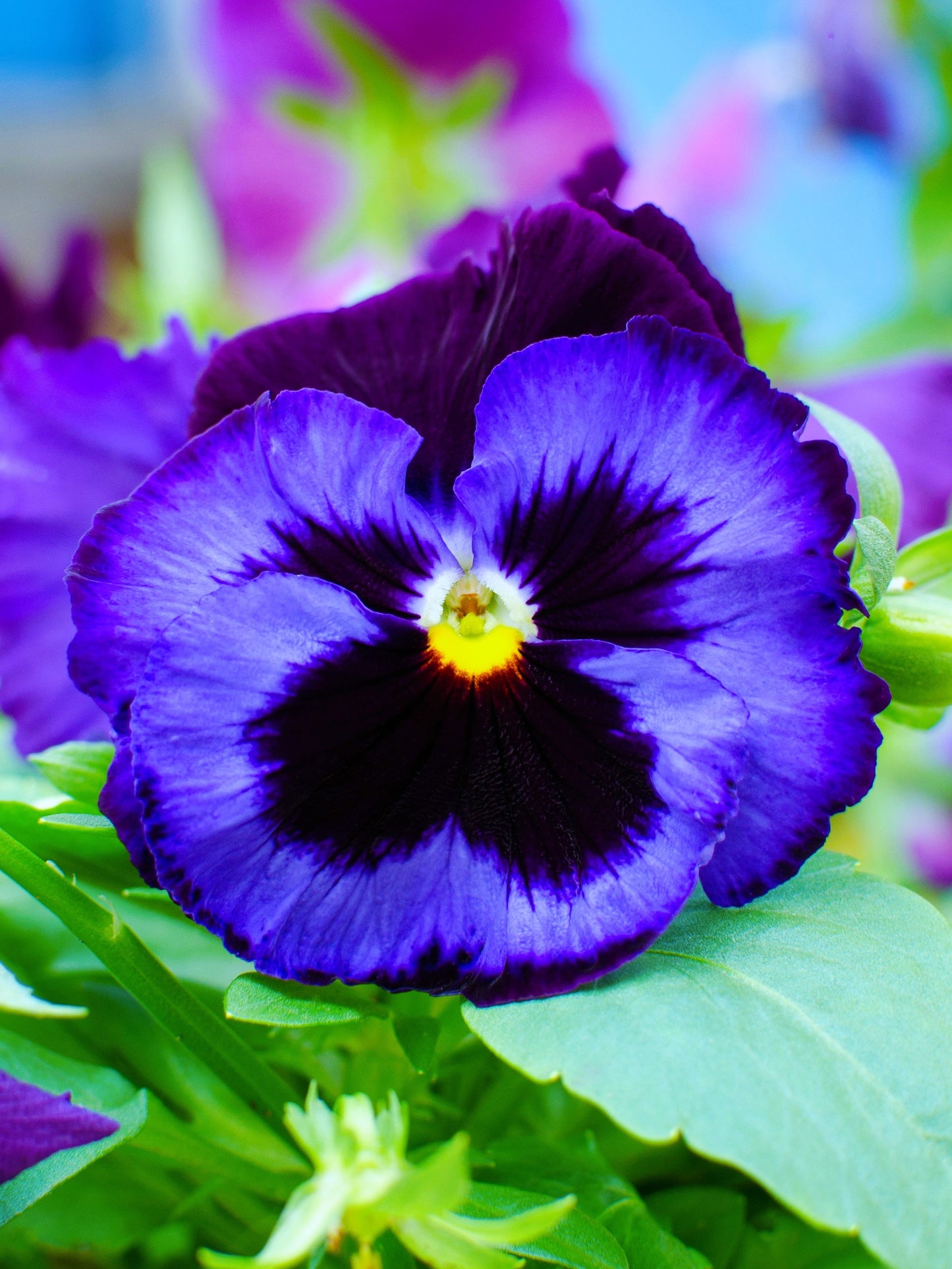 50 DEEP BLUE Blotch PANSY Swiss Giant Viola Wittrockiana Ullswater Flower Seeds