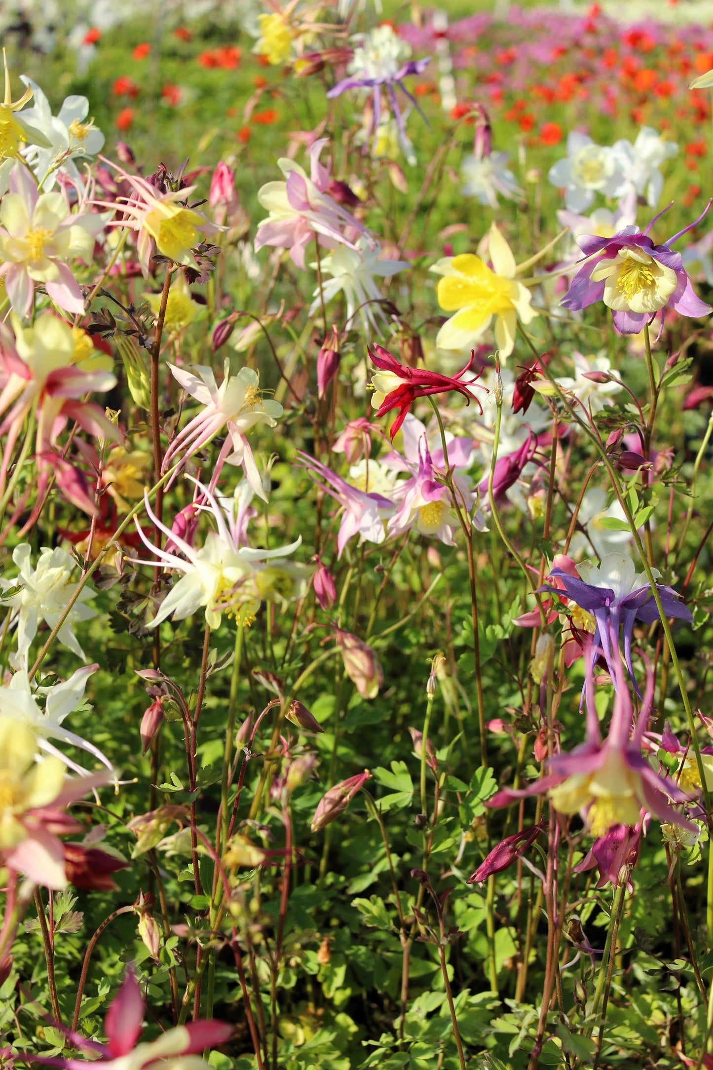 50 MCKANAS GIANT COLUMBINE Mixed Colors Aquilegia Hybrida Flower Seeds