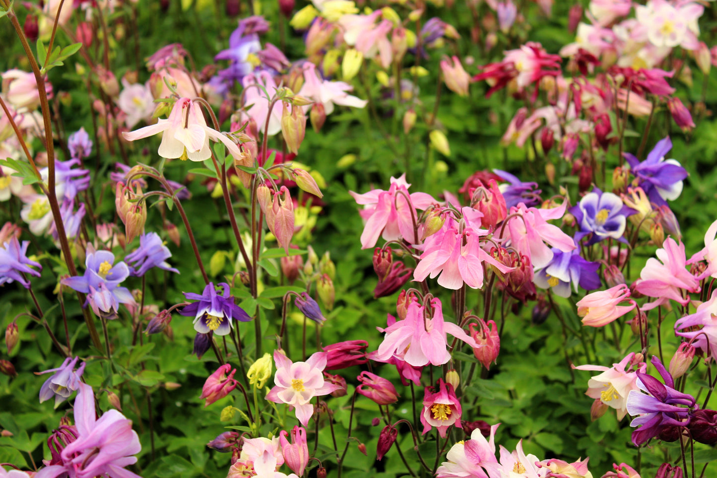 100 DWARF COLUMBINE MIX Aquilegia Vulgaris Mixed Colors Flower Seeds