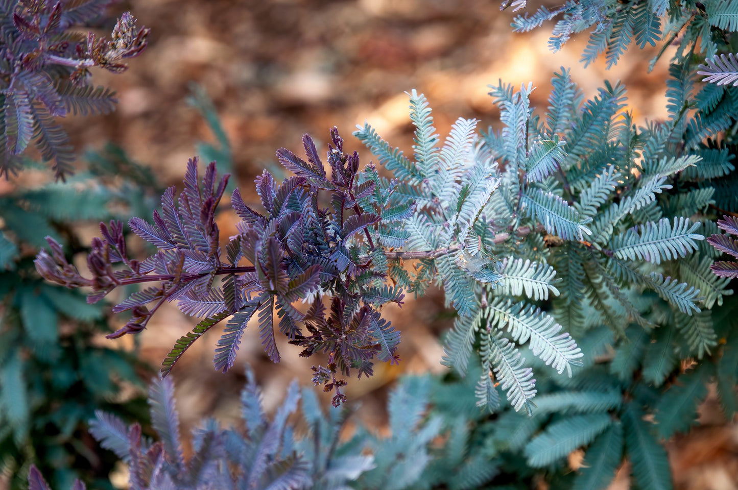 10 PURPLE ACACIA Baileyana Purpurea Fernleaf Mimosa Cootamundra Wattle Tree Yellow Flower Seeds