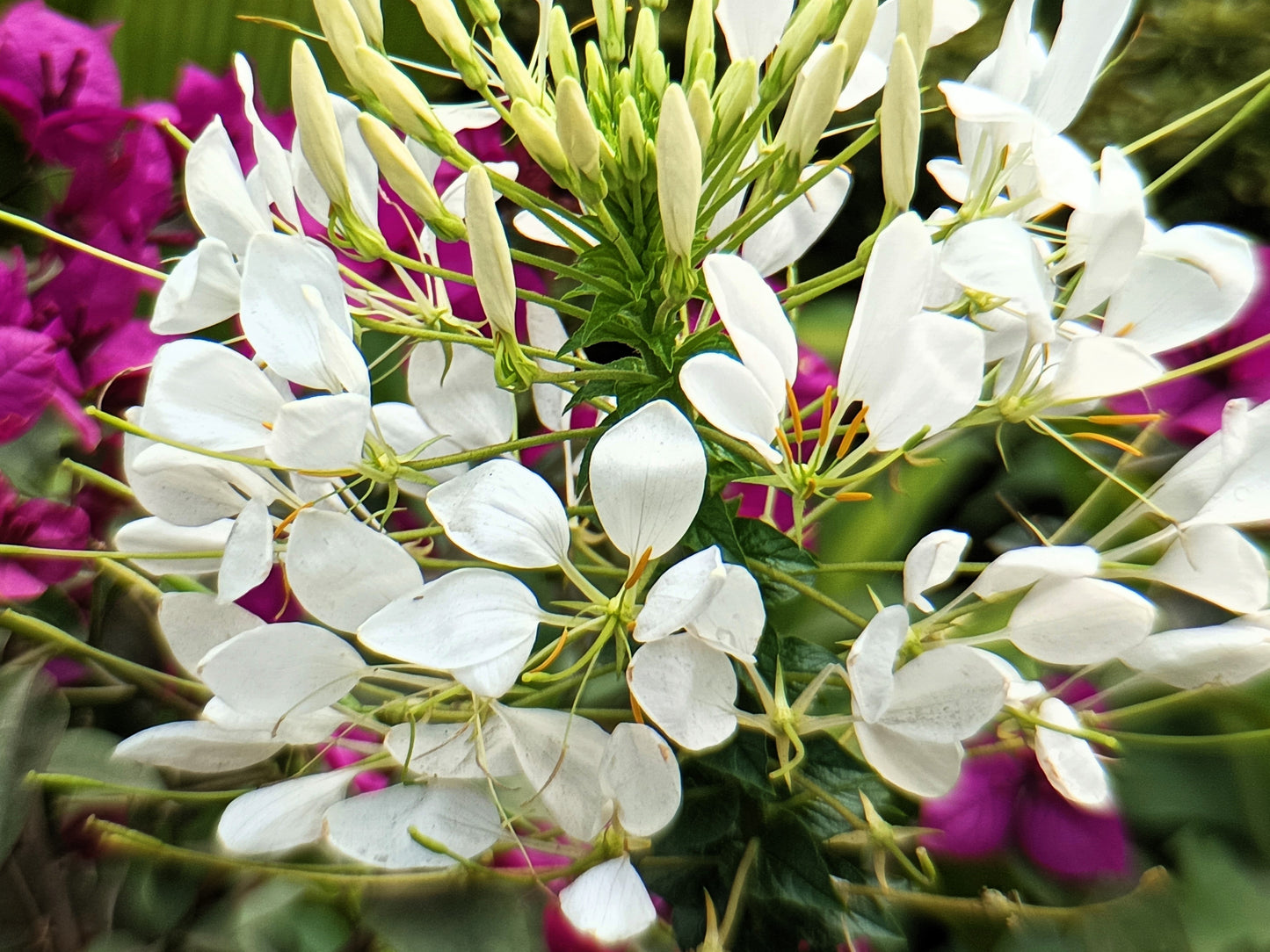 200 WHITE QUEEN CLEOME (Spider Flower) Cleome Hassleriana Cleome Spinosa Flower Seeds