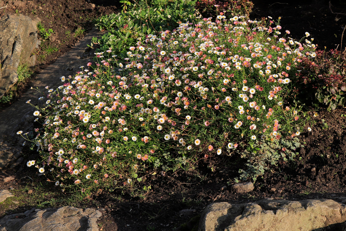 50 SANTA BARBARA DAISY Mexican Fleabane Erigeron Karvinskianus Tricolor Mixed Colors White Pink Purple Flower Seeds