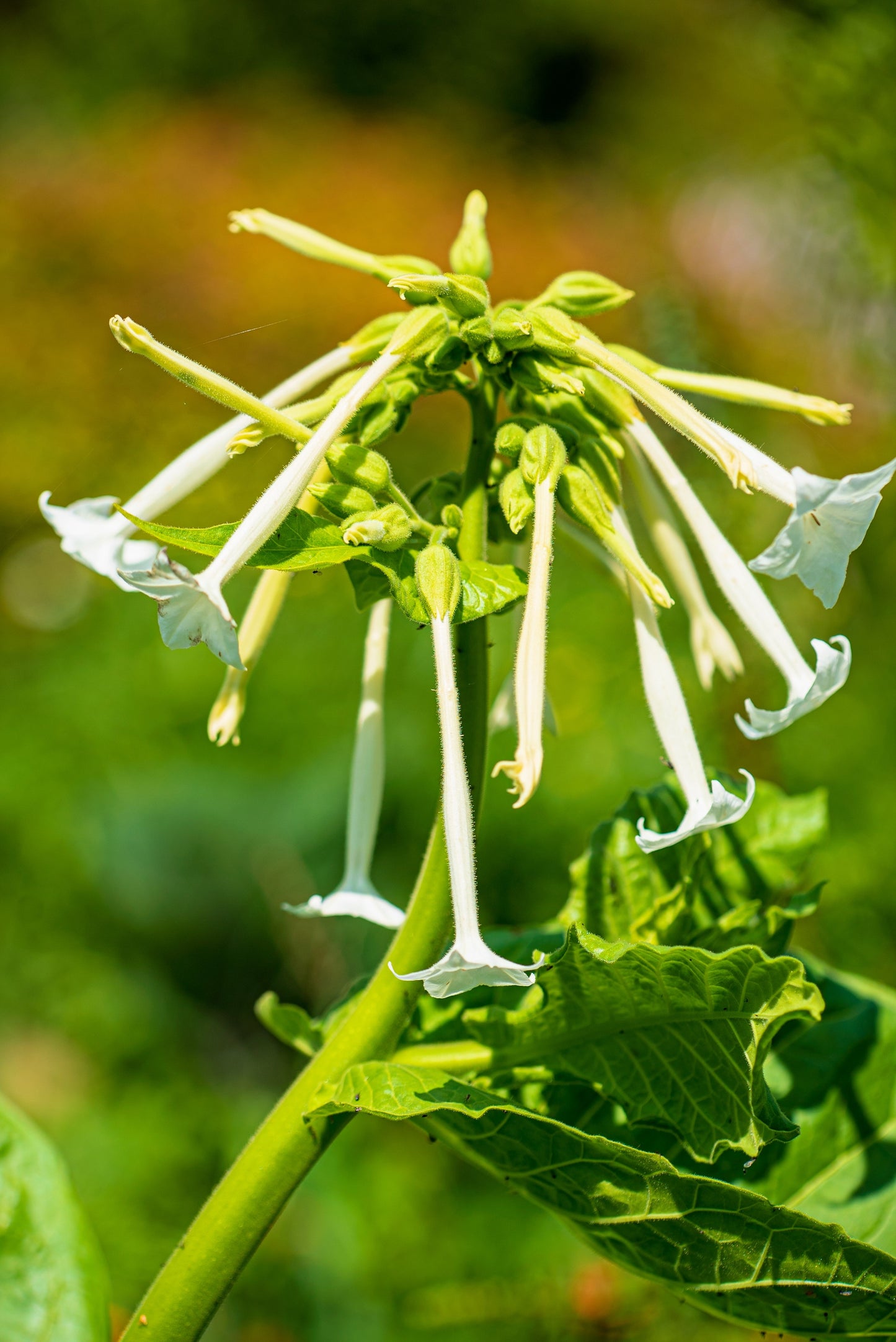 200 JASMINE AZTEC NICOTIANA (Ornamental Flowering Tobacco) Nicotiana Alata Flower Seeds