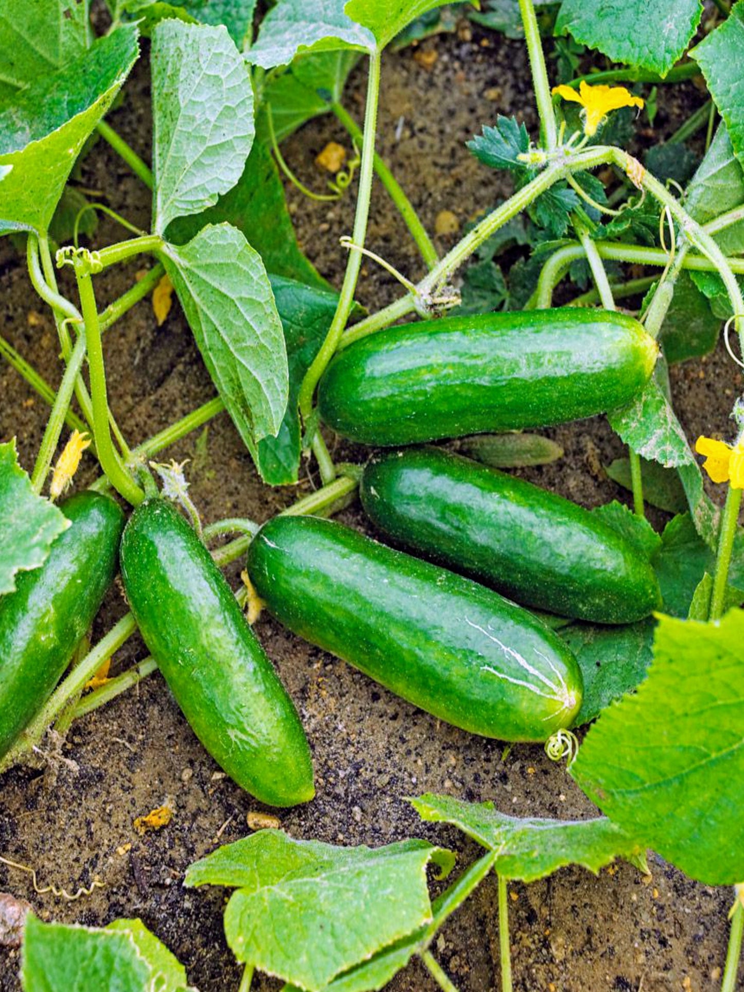 150 BOSTON PICKLING CUCUMBER Heirloom Cucumis Sativus Fruit Vegetable Seeds