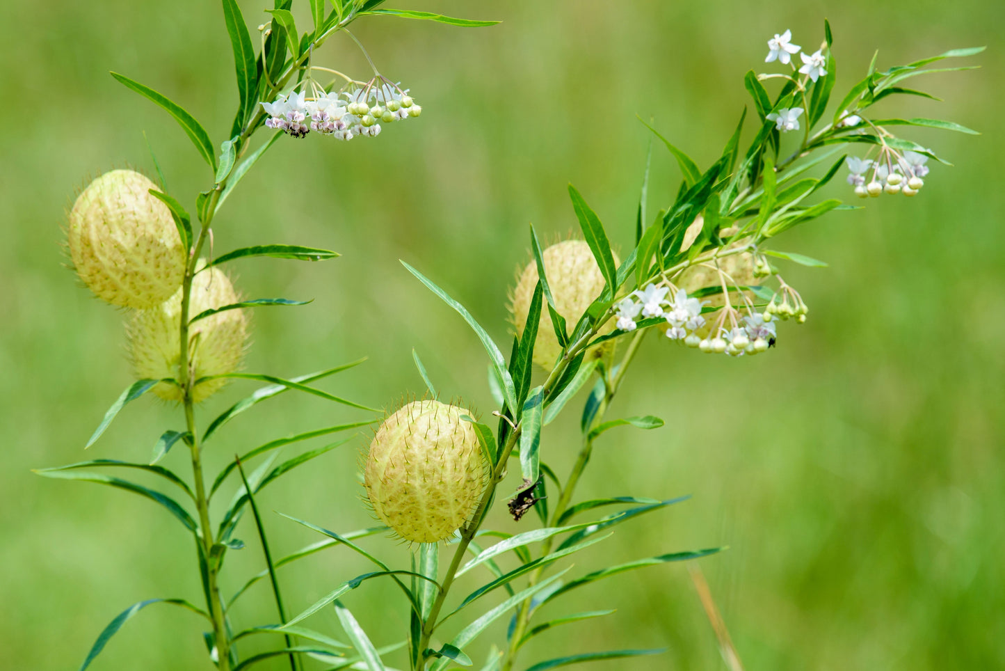 10 BALLOON MILKWEED Hairy Balls Butterfly Weed Asclepias Gomphocarpus Physocarpus Monarch Flower Seeds