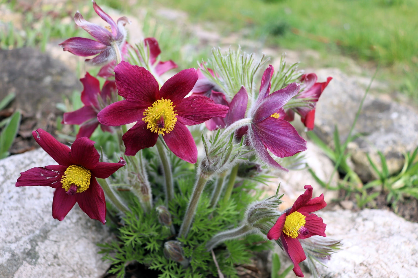 10 RED ANEMONE Pulsatilla Vulgaris PASQUE Flower Seeds