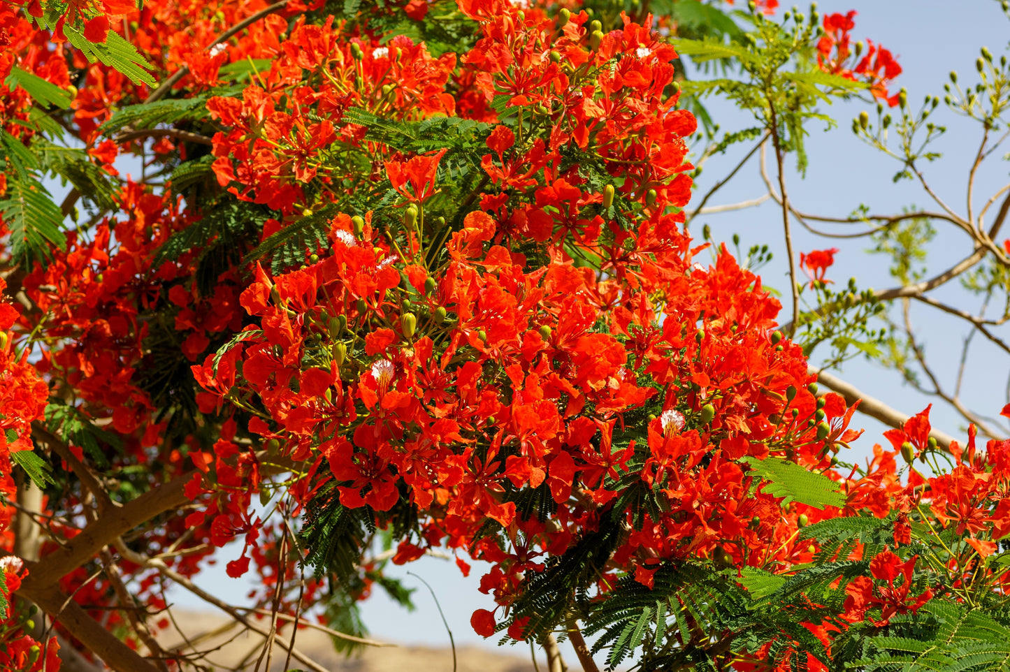 10 ROYAL POINCIANA TREE Delonix Regia aka Red Flame Flamboyant Tree Peacock Flower Seeds