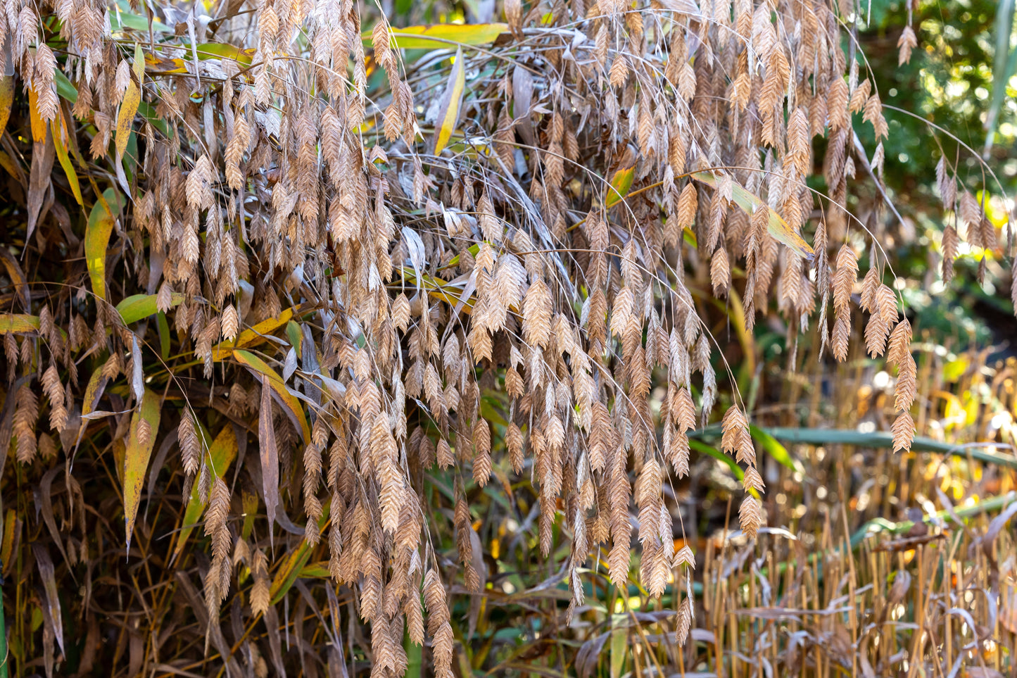 100 RIVER OATS (Northern Sea Oats / Inland Oats) Ornamental Uniola Latifolia Grass Seeds