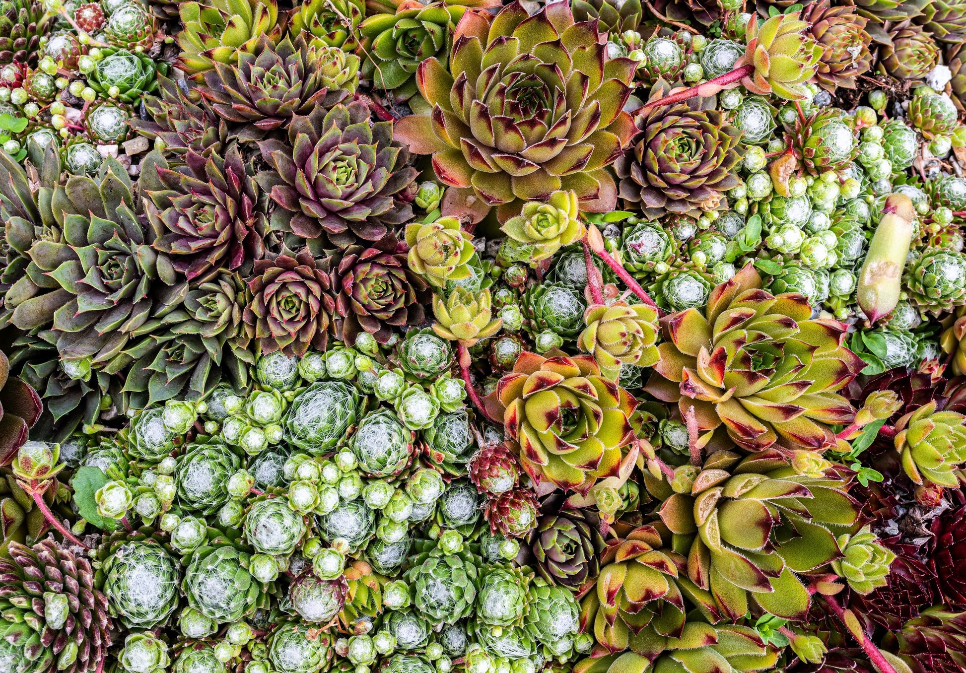 live forever succulent plant 25 MIXED HENS & CHICKS Chickens Succulent (Live Forever) Sempervivum F – Seedville USA