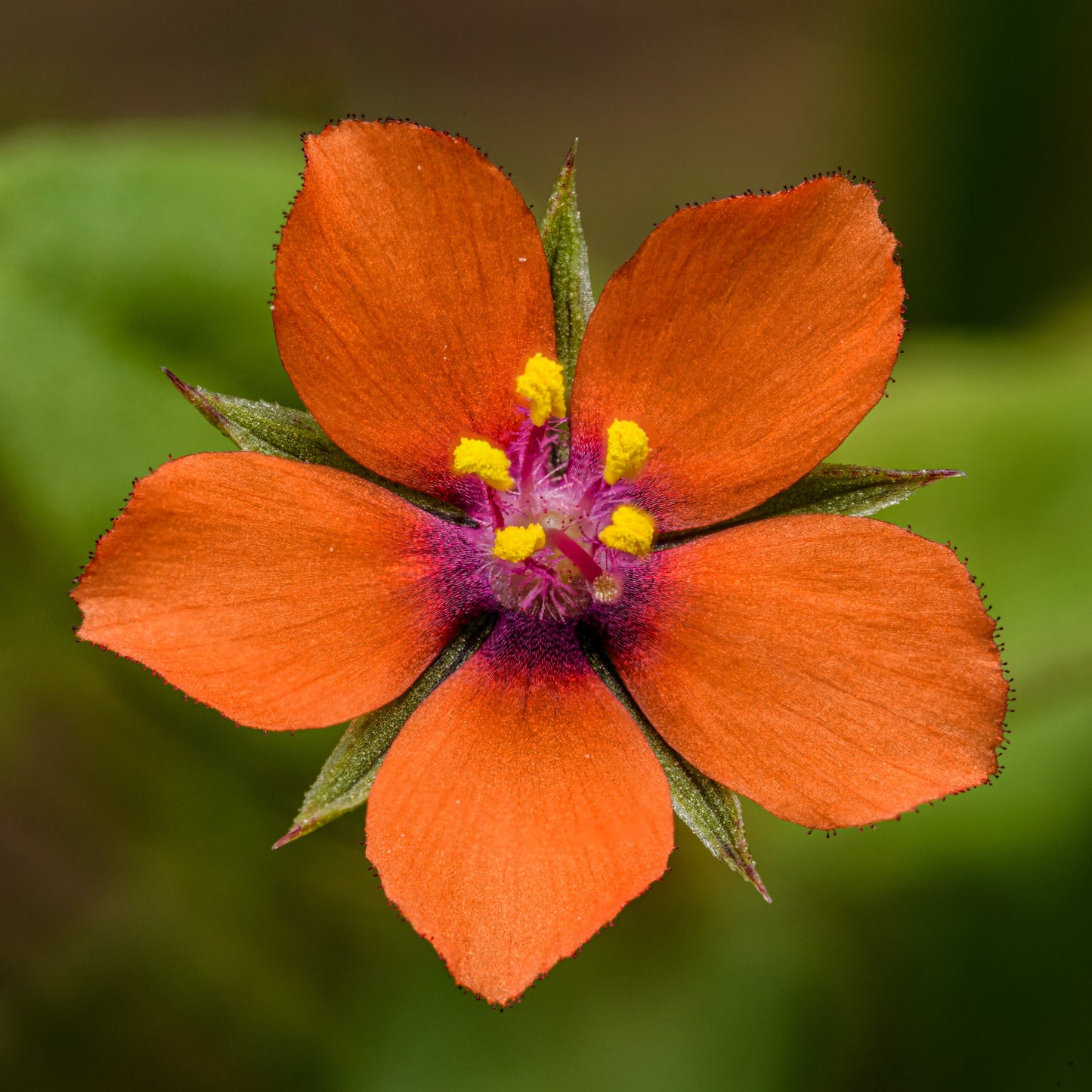 100 SCARLET PIMPERNEL (Adders Eyes) Anagallis Arvensis Flower Seeds