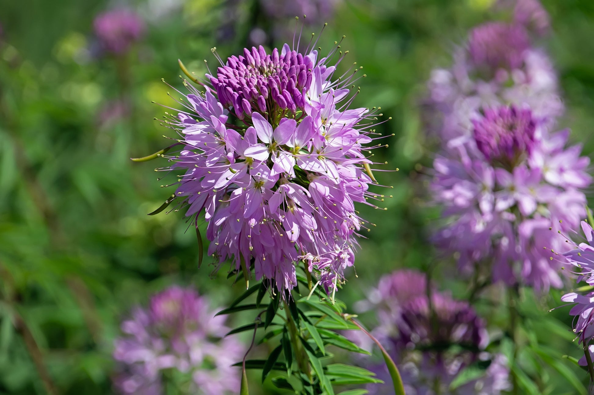 plant cleome seeds 100 Rocky Mountain BEE PLANT Cleome Serrulata Flower Seeds