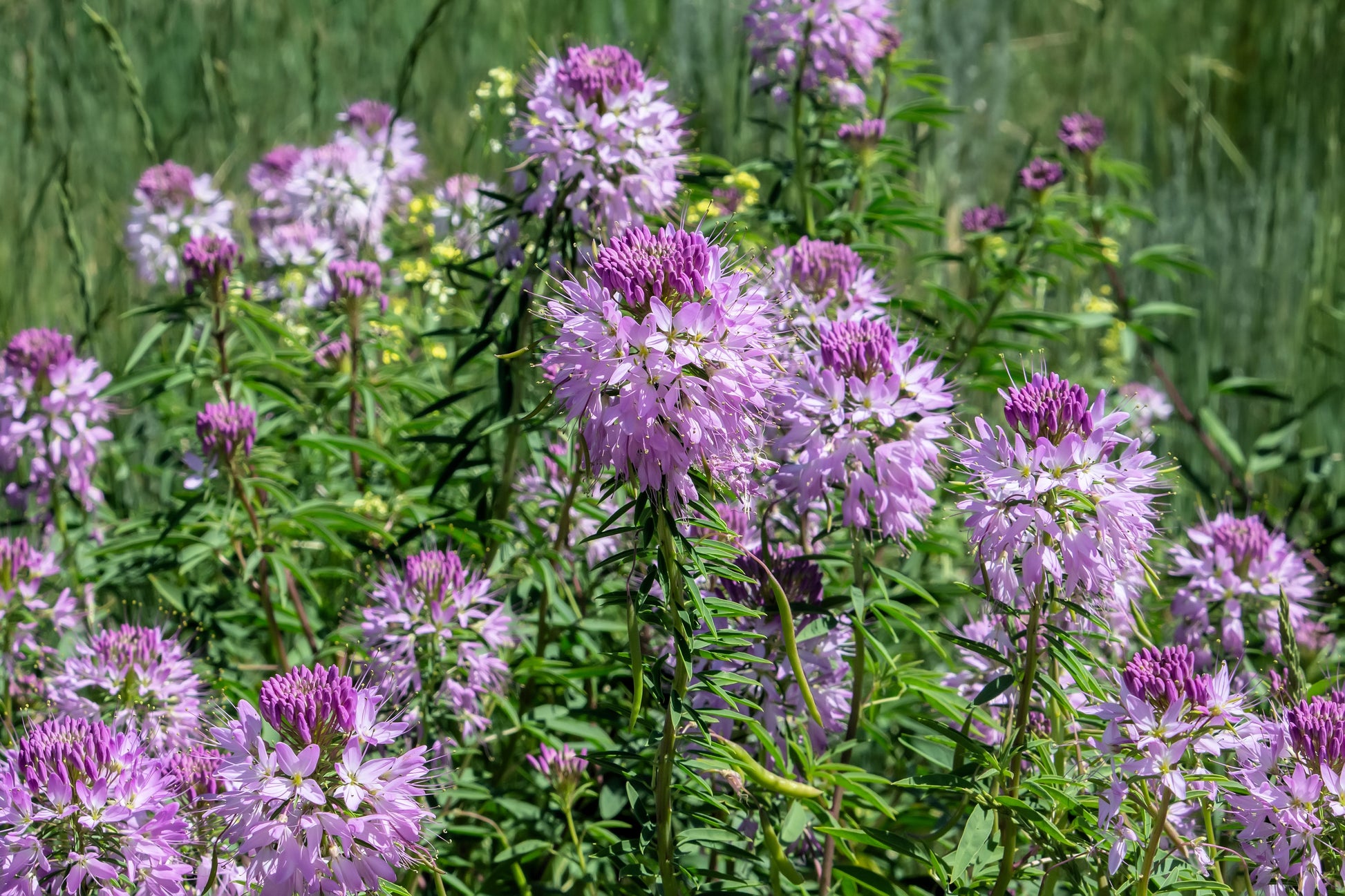 plant cleome seeds 100 Rocky Mountain BEE PLANT Cleome Serrulata Flower Seeds – Seedville USA