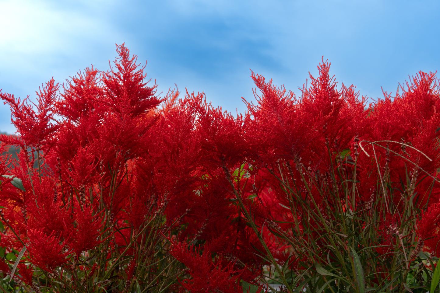 100 RED Forest Fire COCKSCOMB CELOSIA Plumosa Seeds