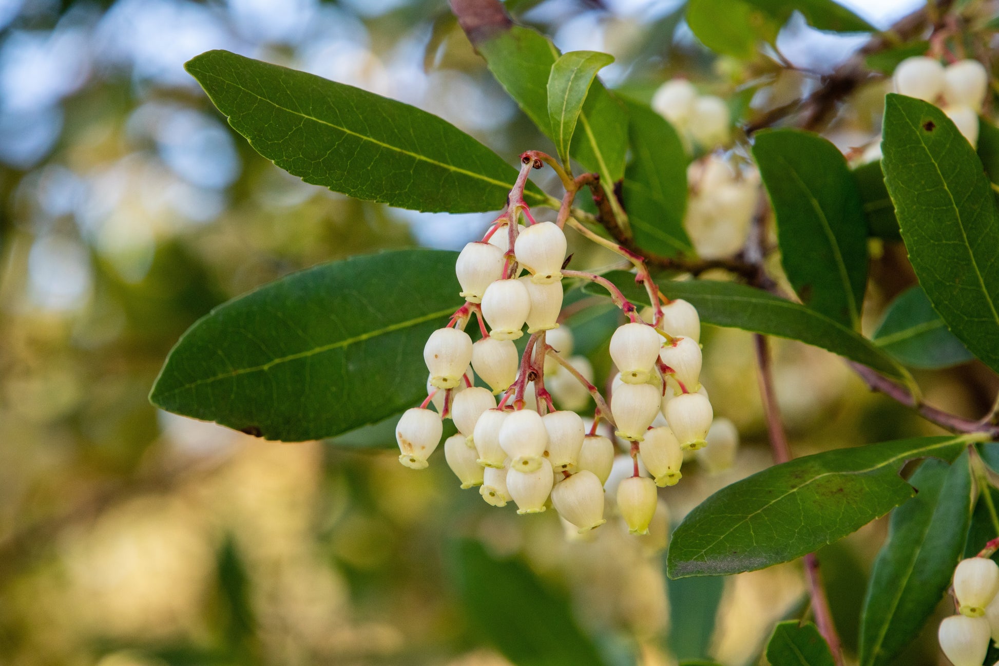 strawberry tree from seed 25 STRAWBERRY TREE Edible Red Berry Tree Arbutus Unedo Seeds Irish Kil – Seedville USA
