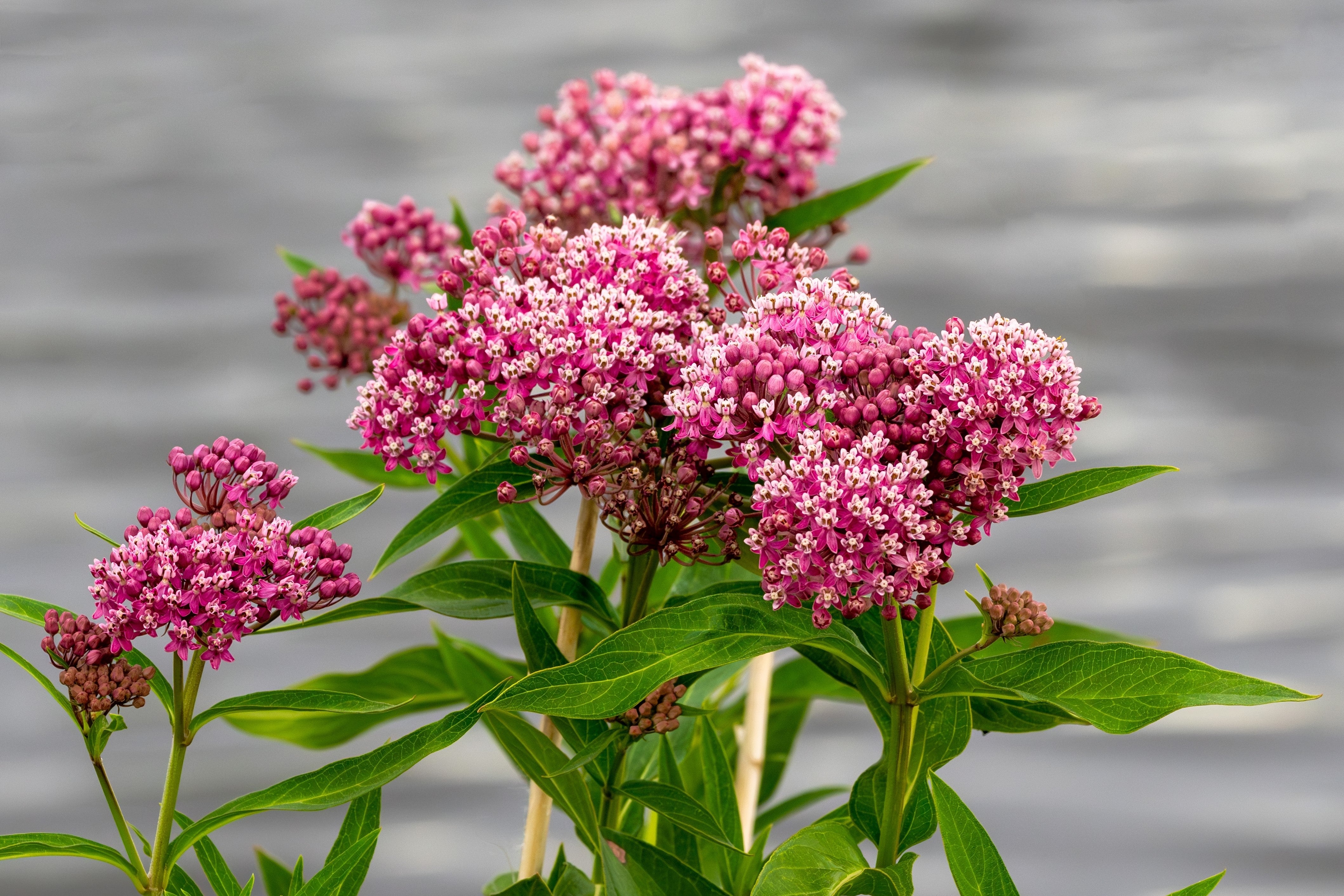 Seedville Cinderella Milkweed Seeds