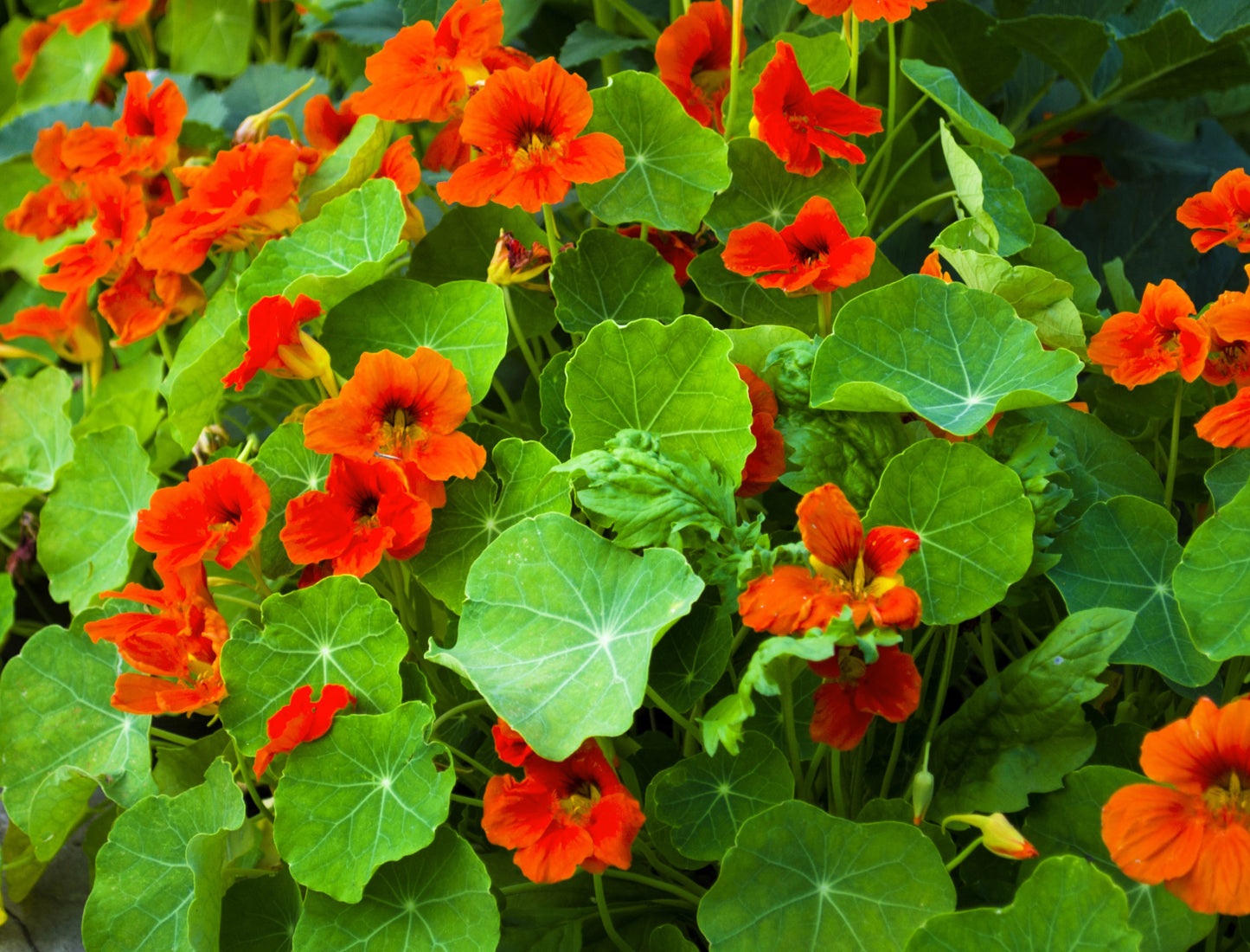50 Mixed Colors DWARF JEWEL NASTURTIUM Tropaeolum Minus Flower Seeds