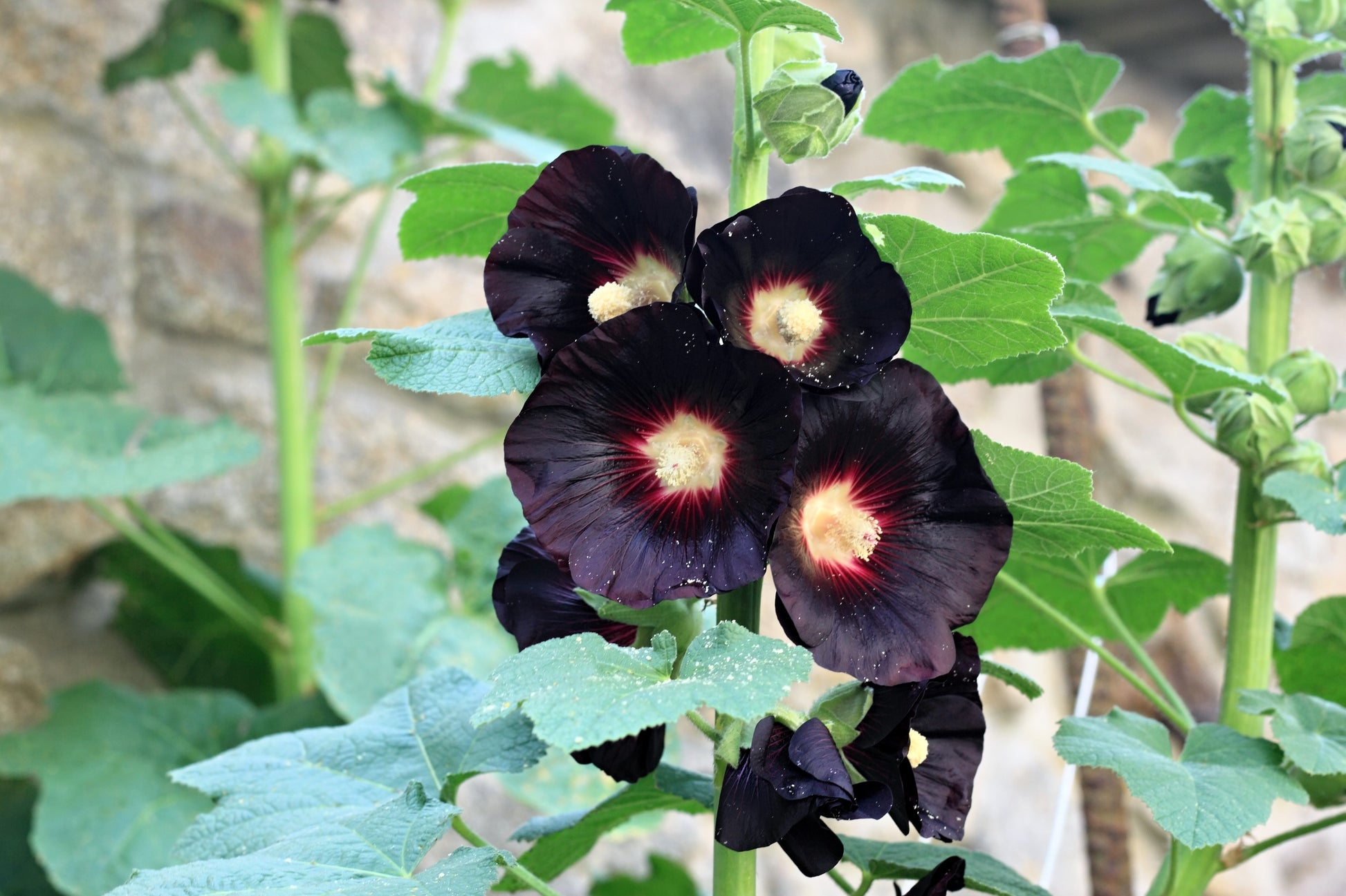 black flower seeds 25 BLACK HOLLYHOCK Alcea Rosea Nigra Flower Seeds