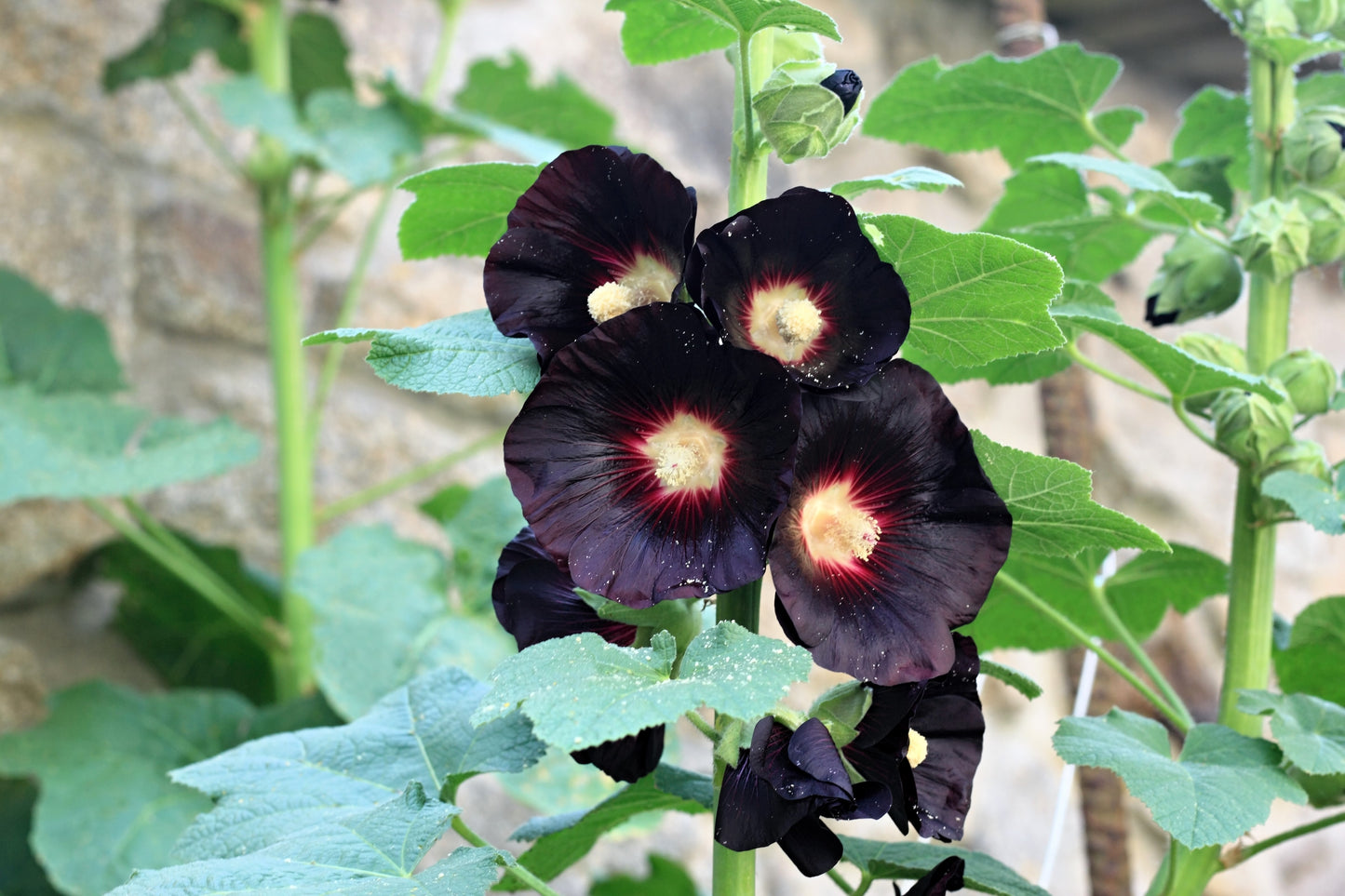 25 BLACK HOLLYHOCK Alcea Rosea Nigra Flower Seeds