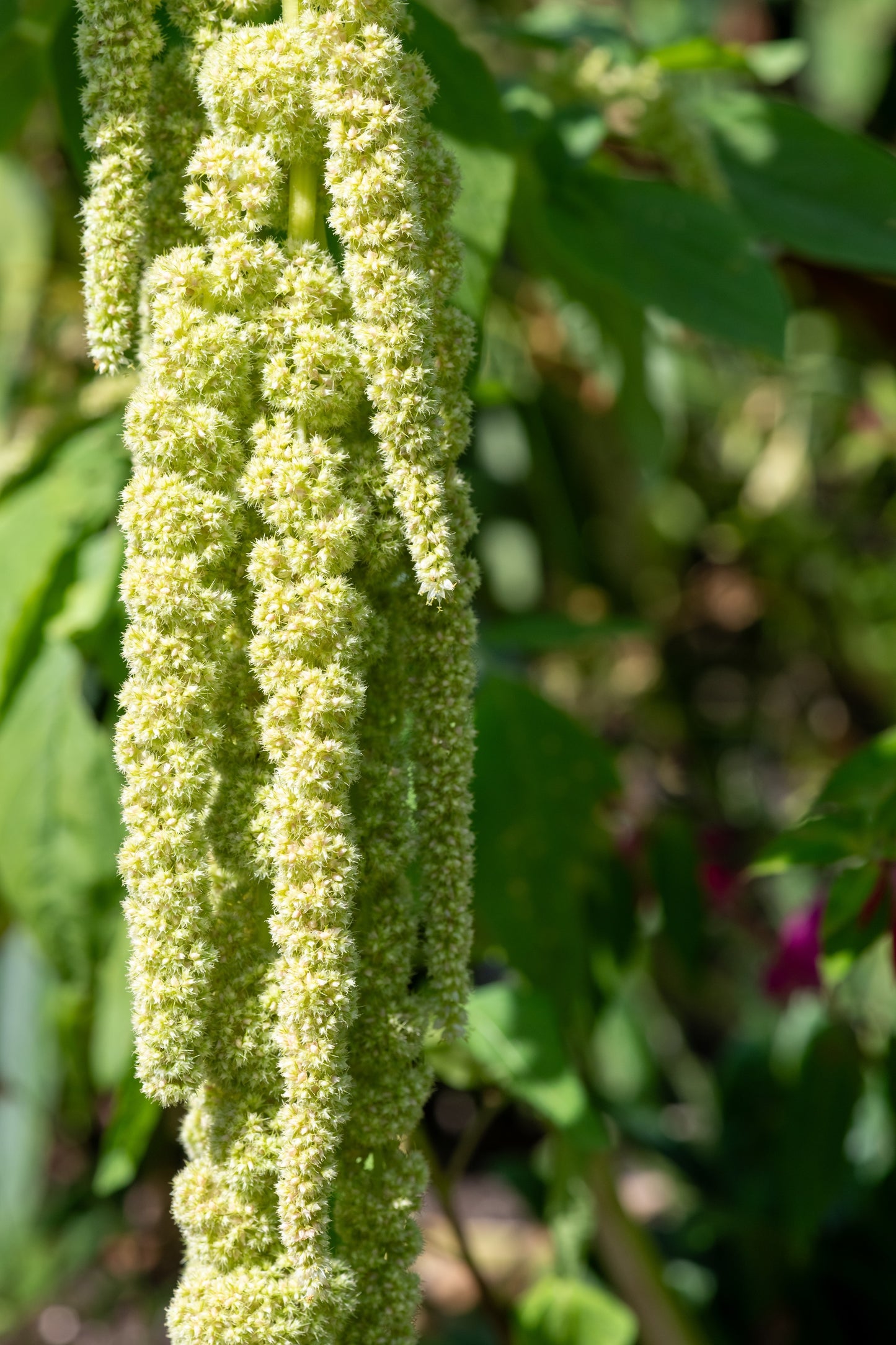 150 AMARANTHUS GREEN TAILS Amaranthus Caudatus Flower Seeds