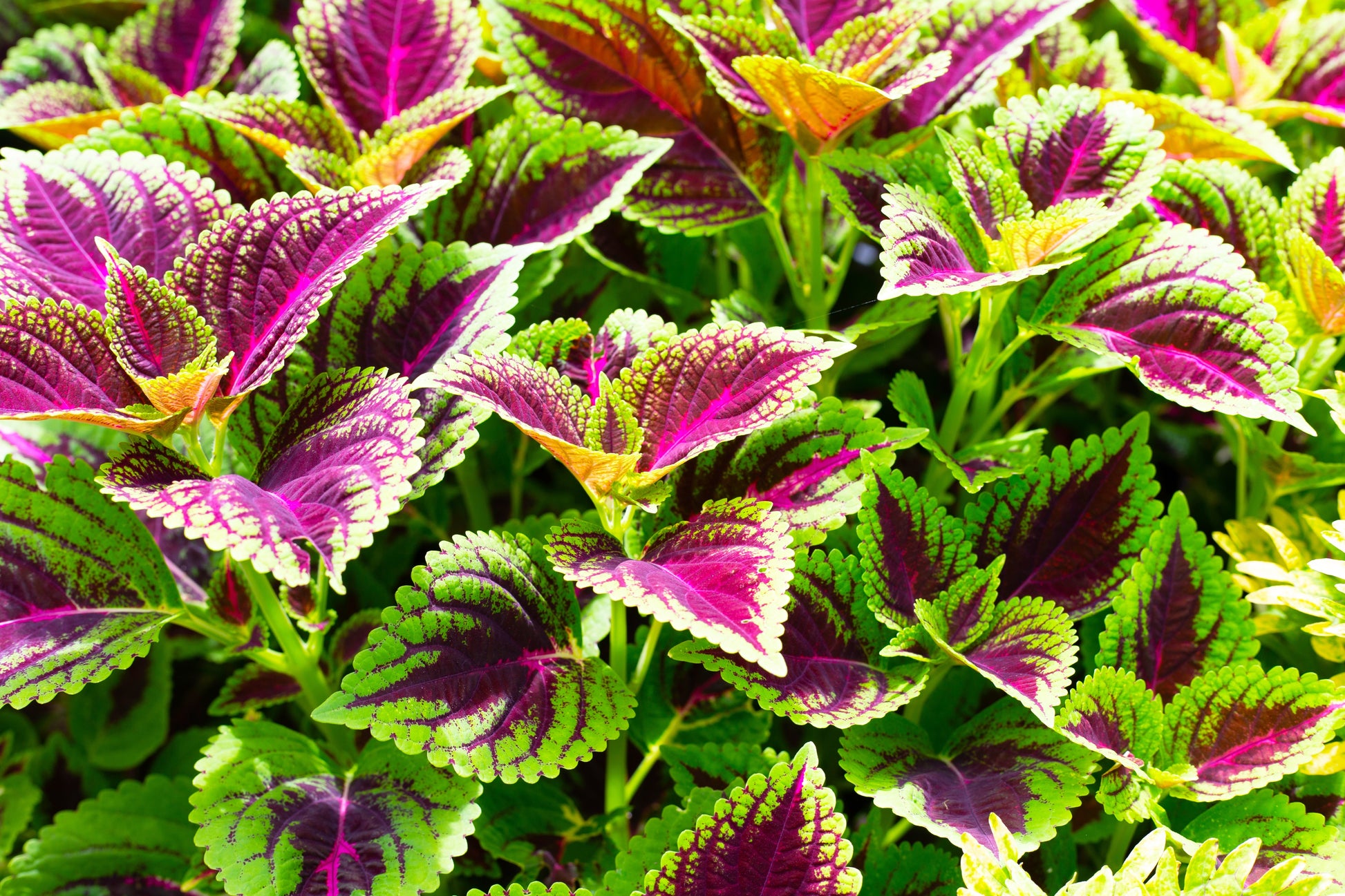 rainbow house plant 100 Mixed Colors COLEUS RAINBOW MIX Shade Houseplant Solenostemon Flow – Seedville USA