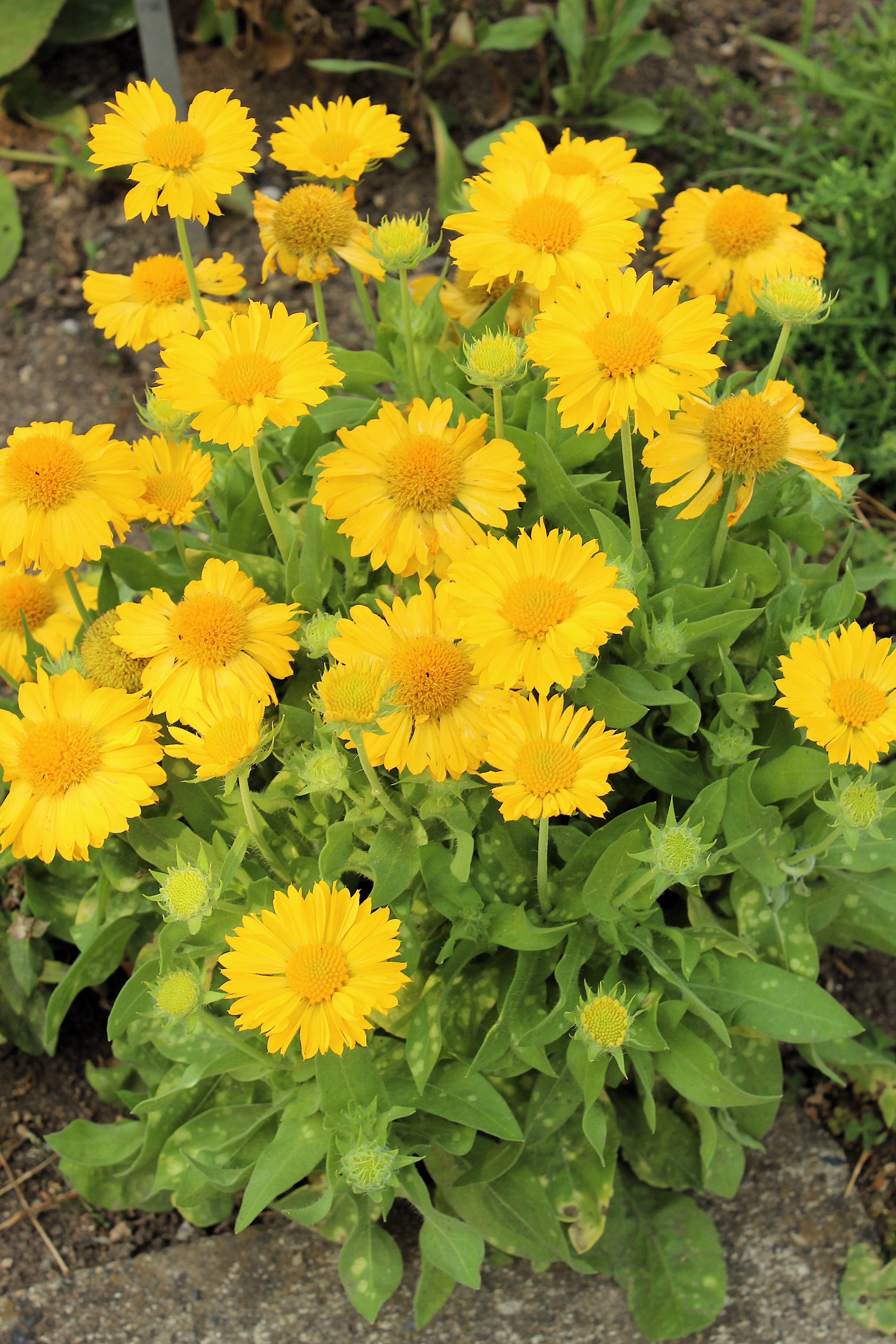 Yellow Gaillardia Seeds - Thumbnail 3