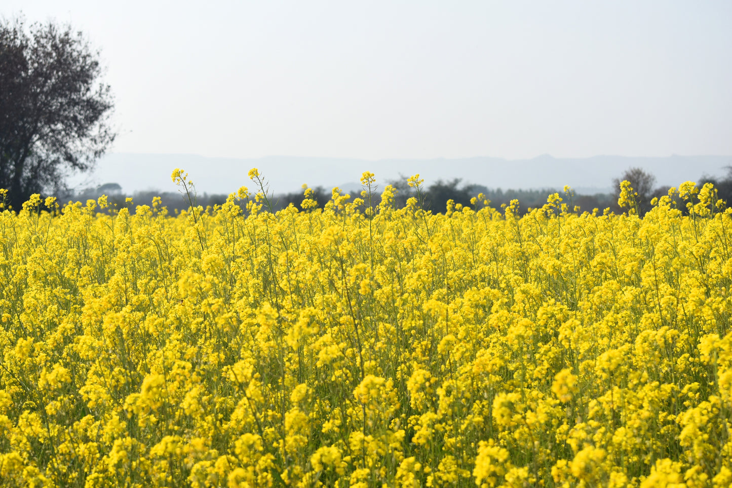 1000 YELLOW MUSTARD Brassica Juncea Vegetable Herb Seeds