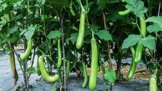 25 Louisiana LONG GREEN EGGPLANT Solanum Melongena Fruit Vegetable Seeds