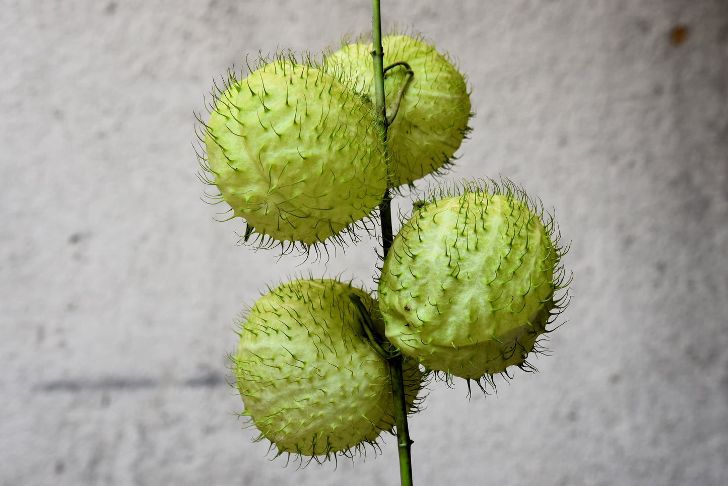 10 BALLOON MILKWEED Hairy Balls Butterfly Weed Asclepias Gomphocarpus Physocarpus Monarch Flower Seeds