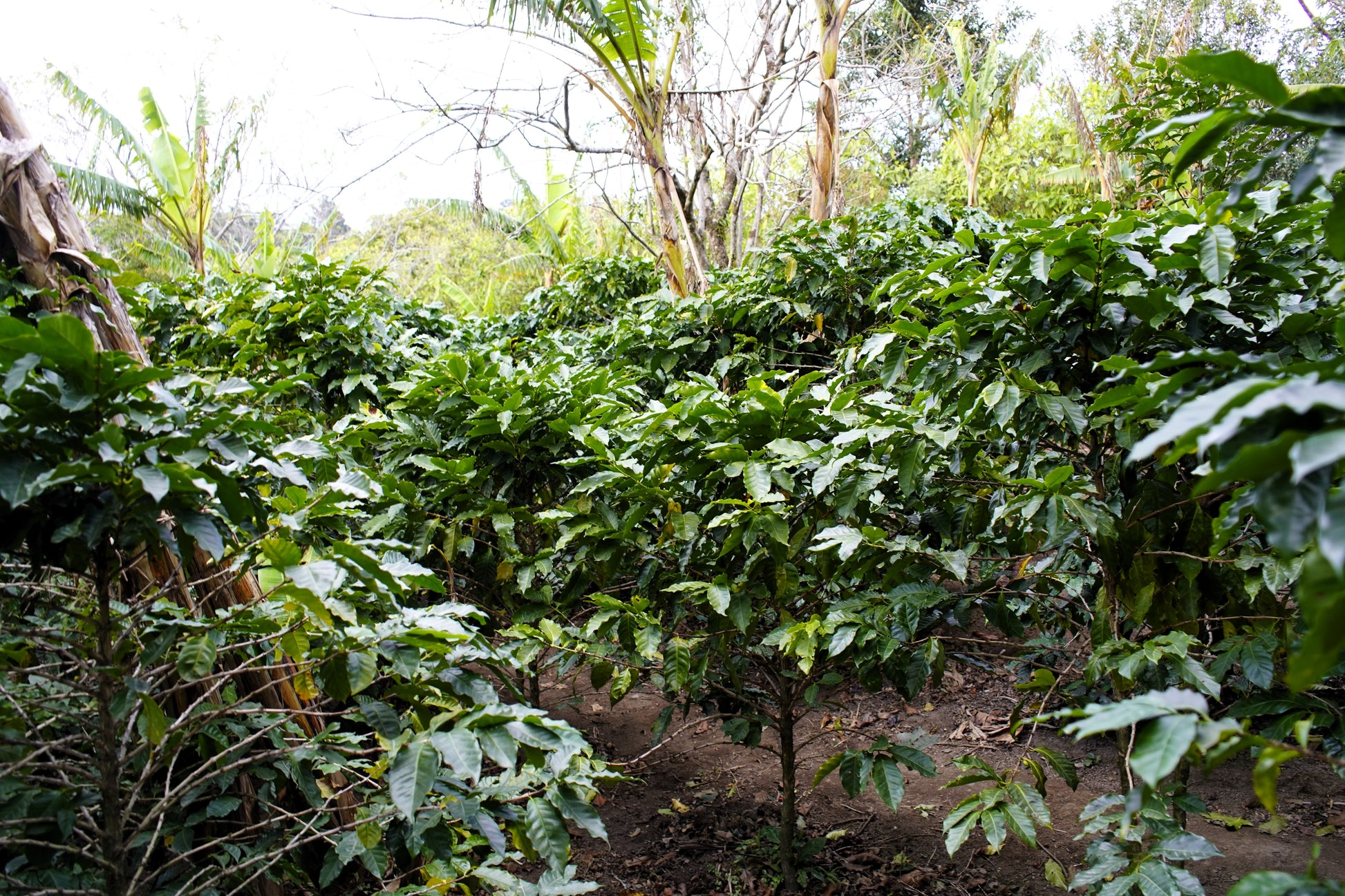 coffee plant seeds for sale 15 ARABICA COFFEE Tree Shrub Seeds