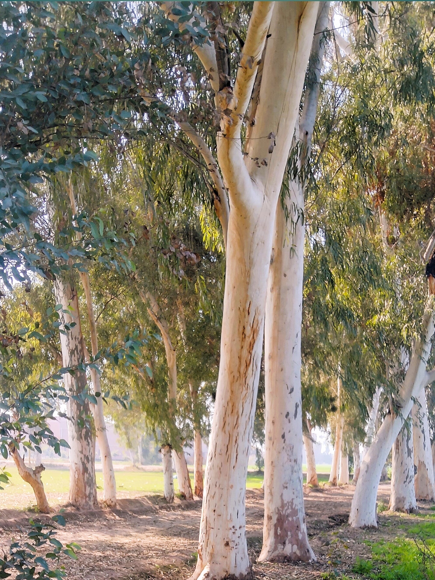 25 TASMANIAN Blue Gum TREE / EUCALYPTUS Globulus Flower Seeds