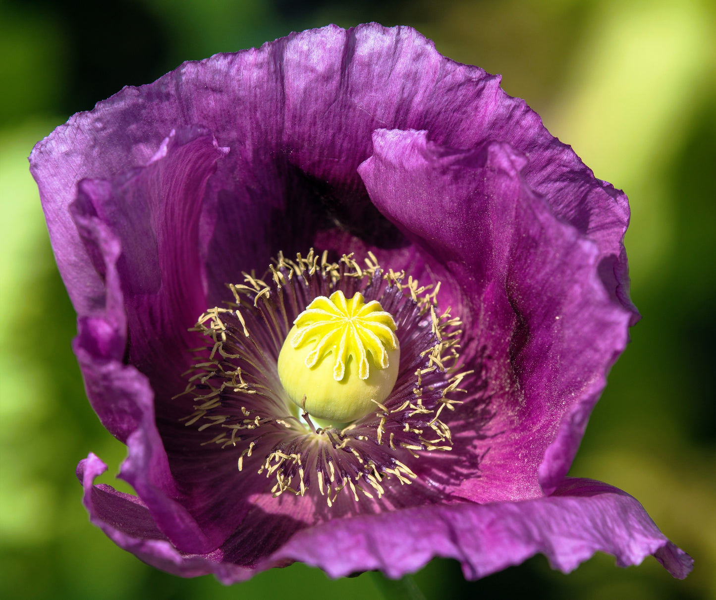 400 PERSIAN BLUE POPPY Papaver Somniferum Flower Seeds