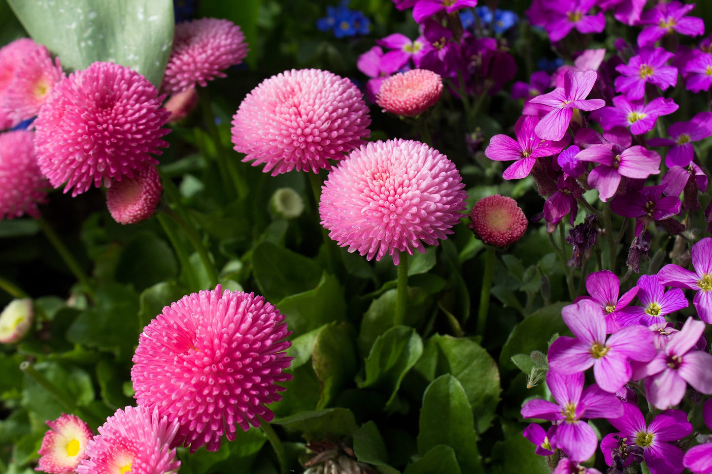 100 PINK ENGLISH DAISY Bellis Perennis Tasso Pink Double Flower Seeds