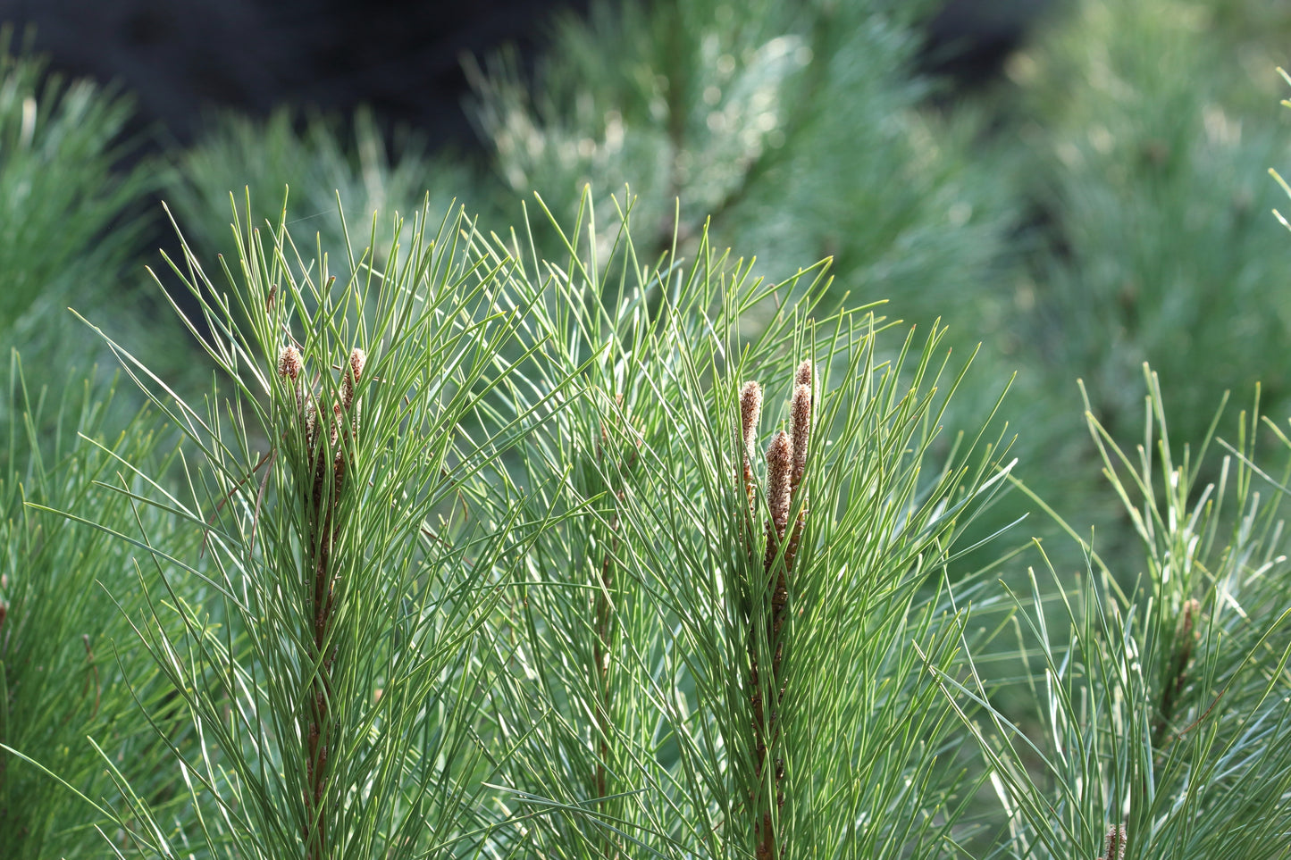 5 Pine Nut ITALIAN STONE PINE Pinus Pinea Umbrella Tree Seeds