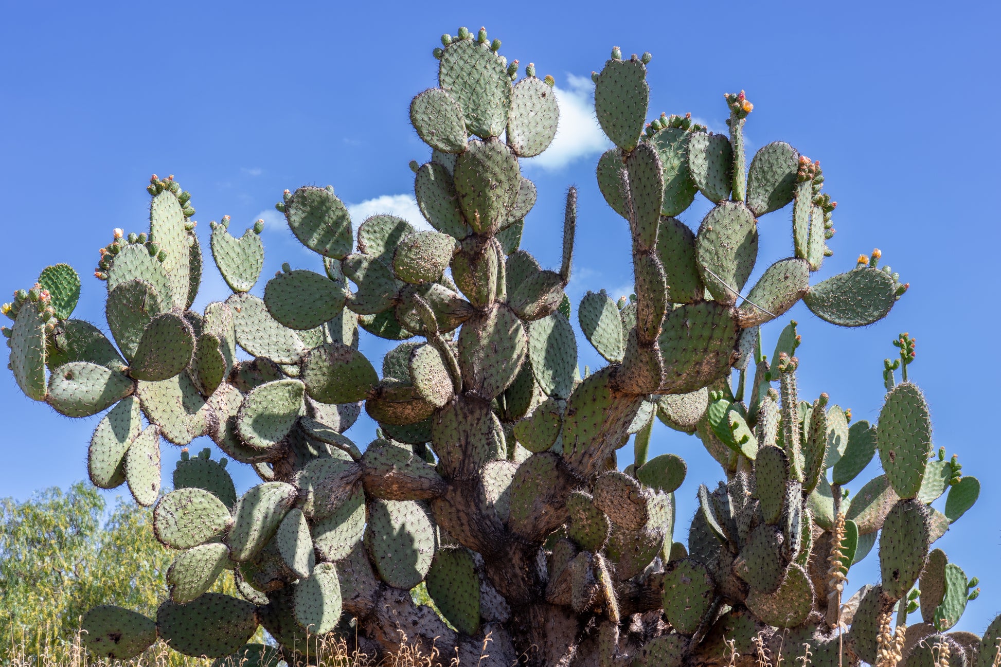 nopal prickly pear cactus 10 Yellow PRICKLY PEAR CACTUS Nopal Opuntia Ficus-Indica Flower Purple – Seedville USA